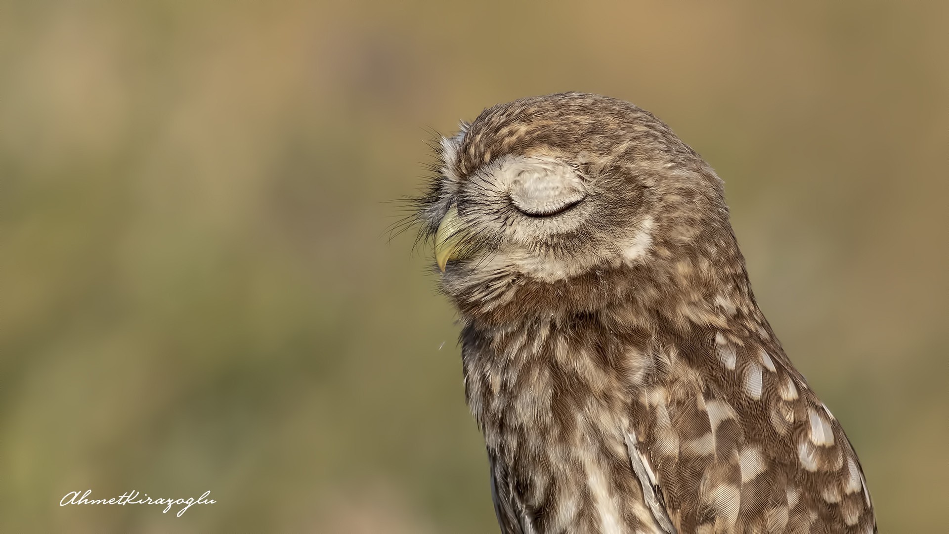 Little Owl