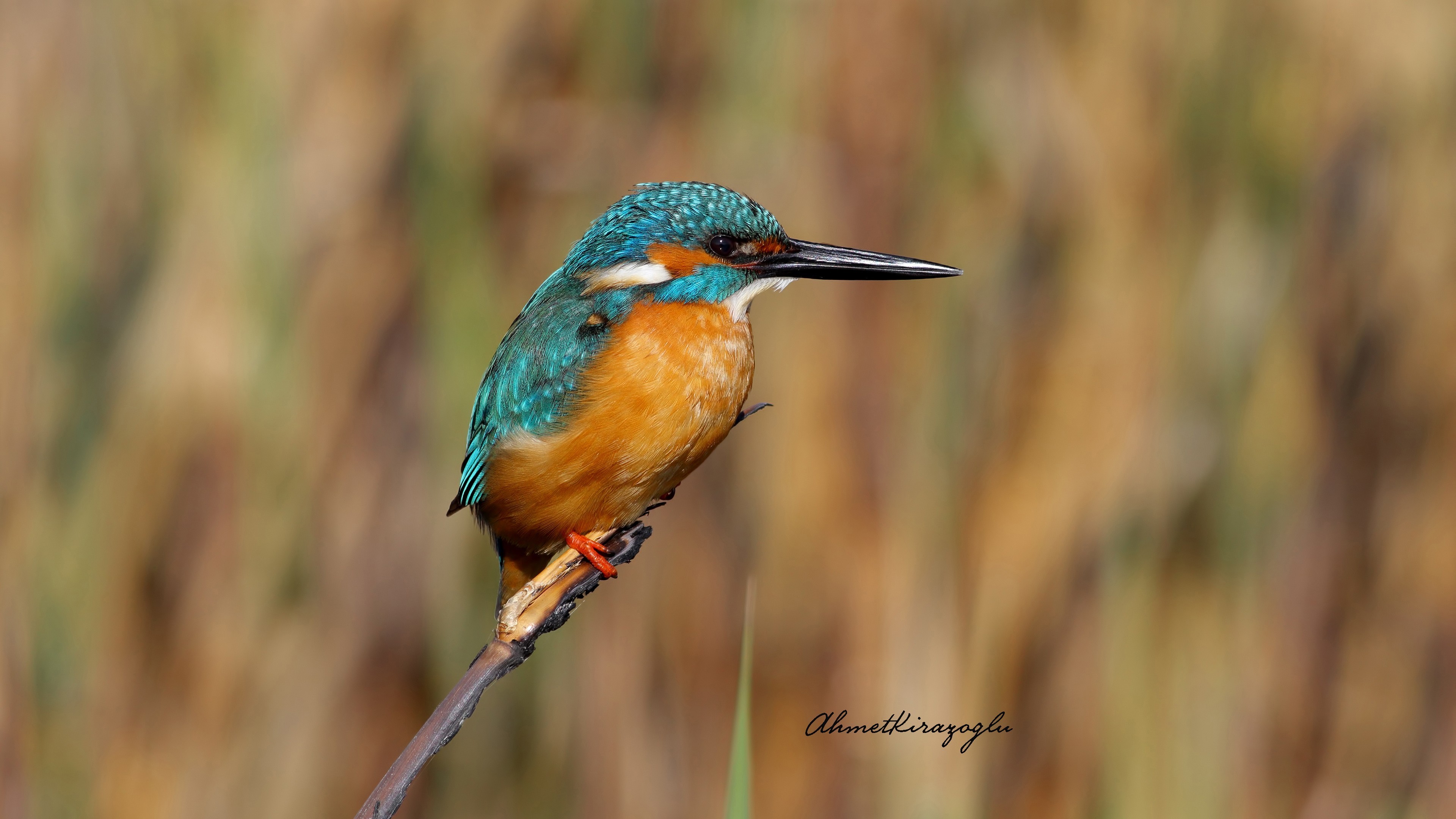 Common Kingfisher