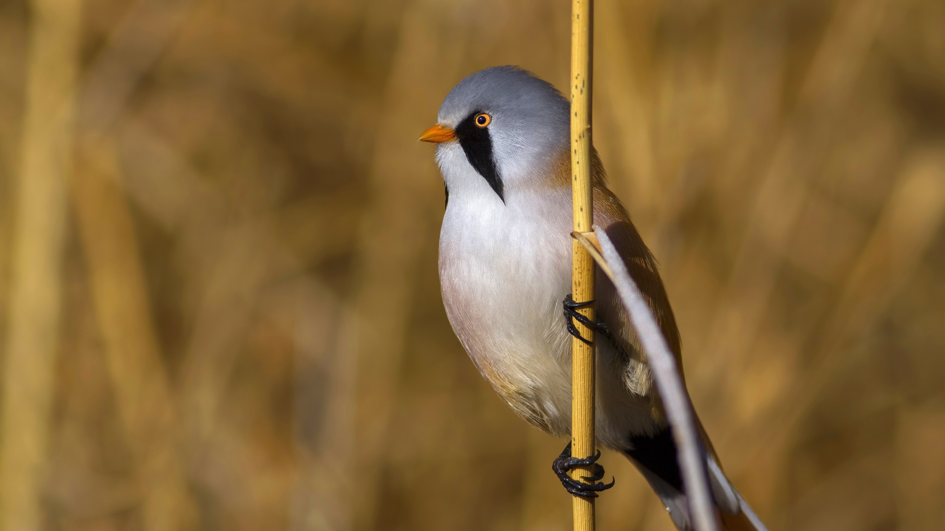 Bearded Reedling