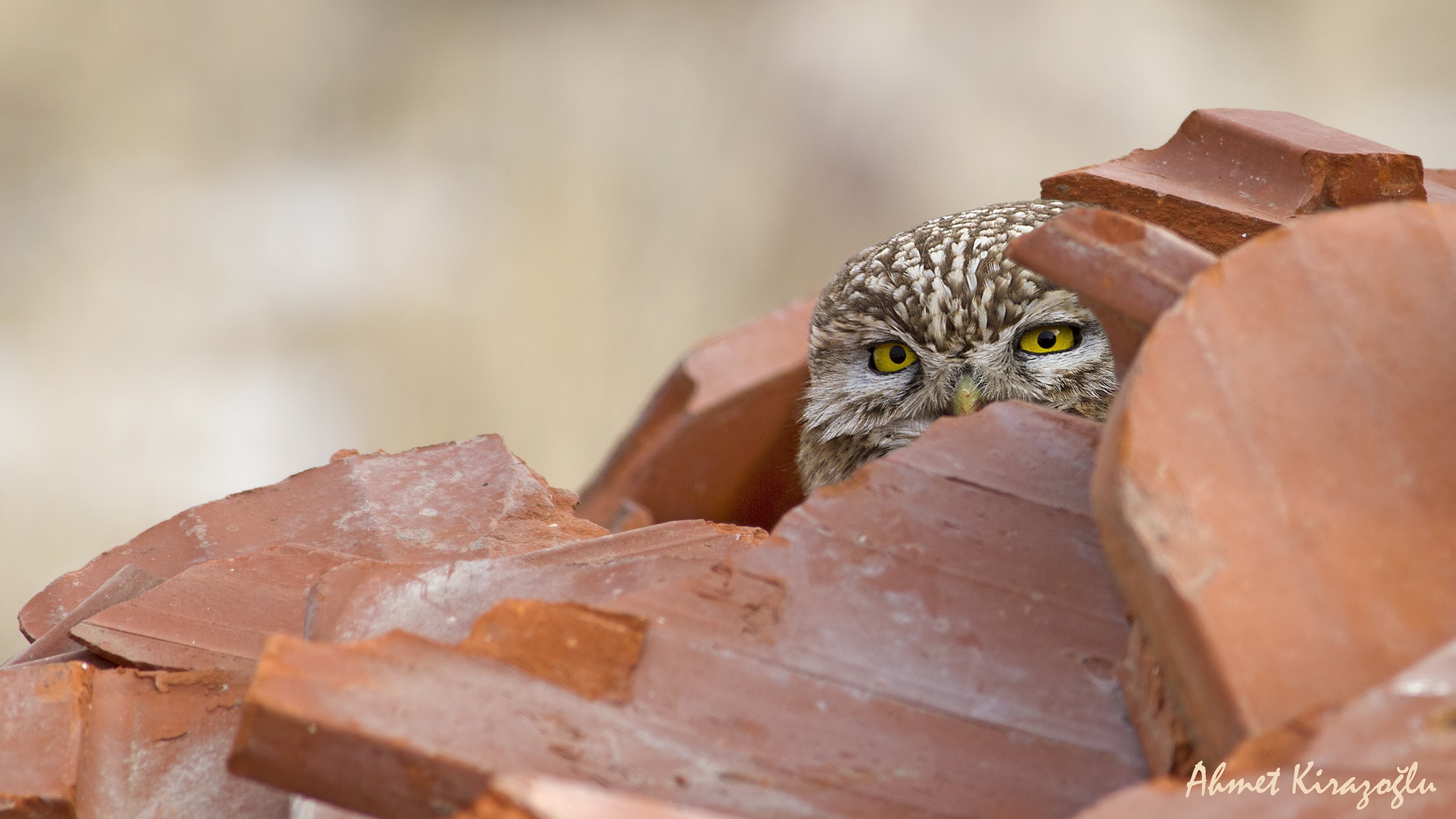Little Owl