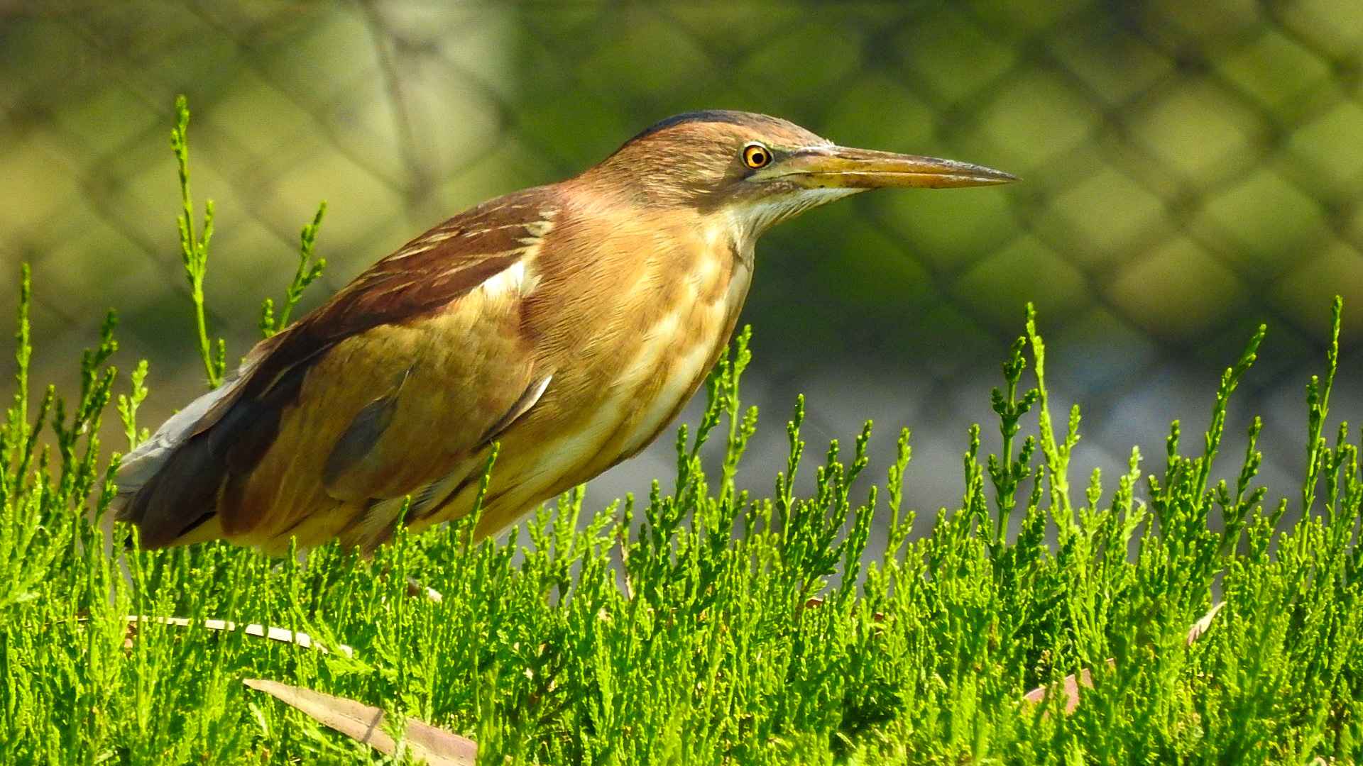 Little Bittern