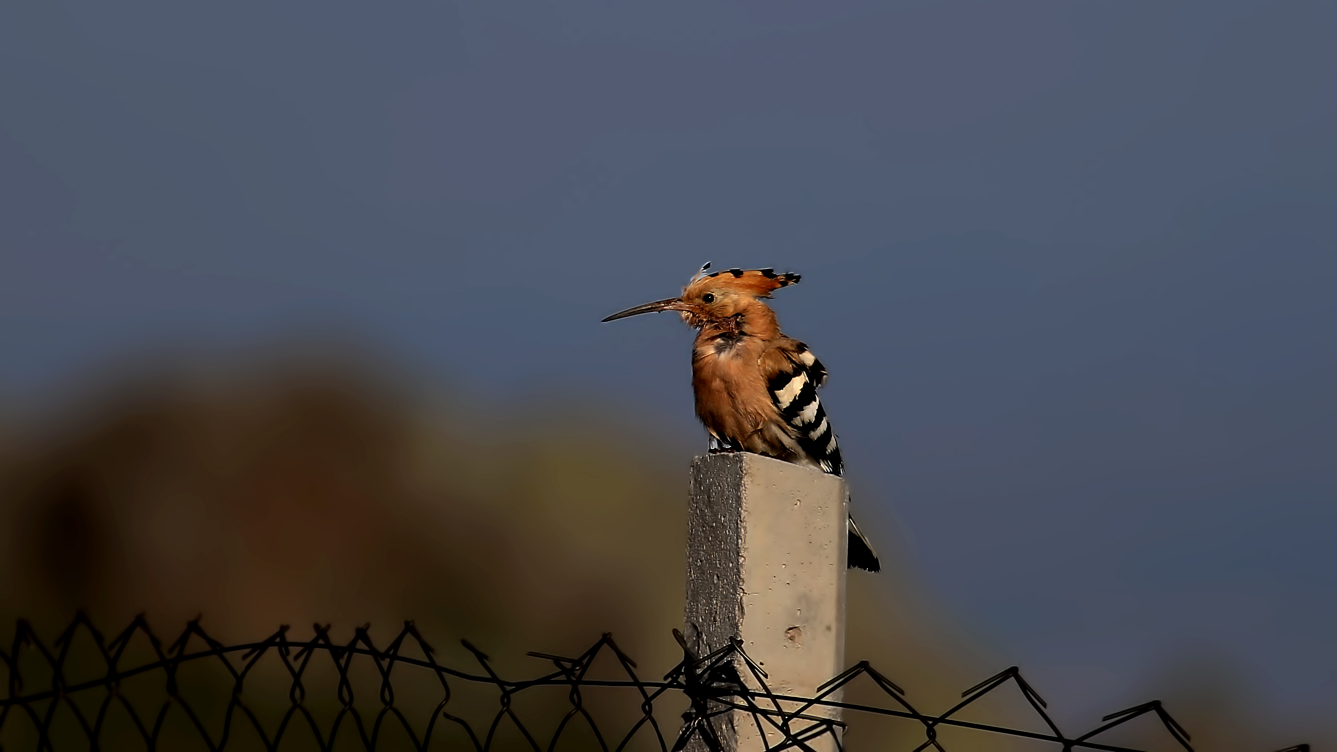 Eurasian Hoopoe