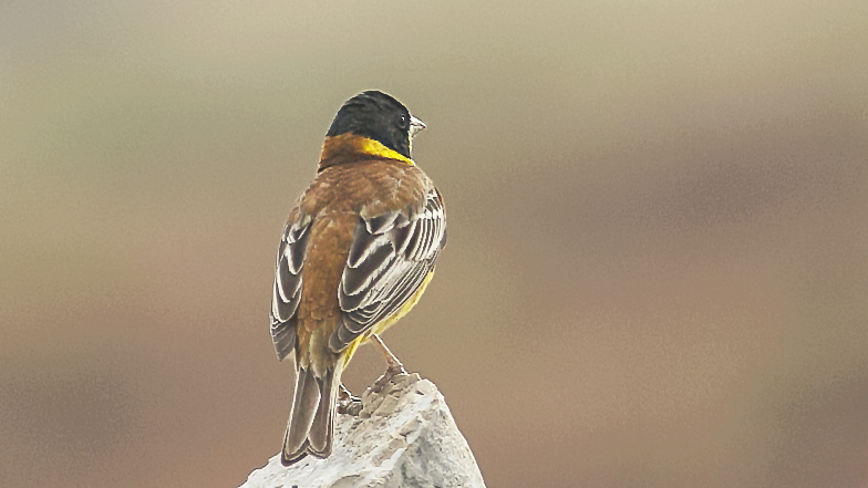 Black-headed Bunting
