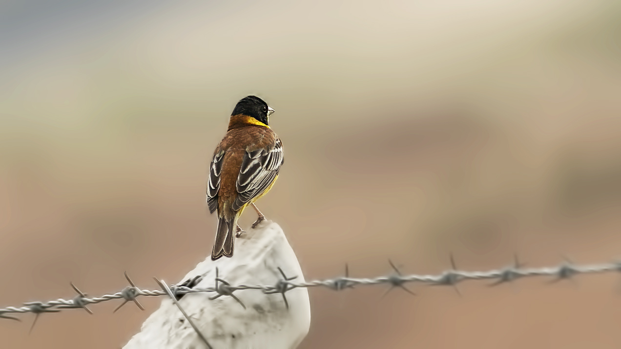Black-headed Bunting