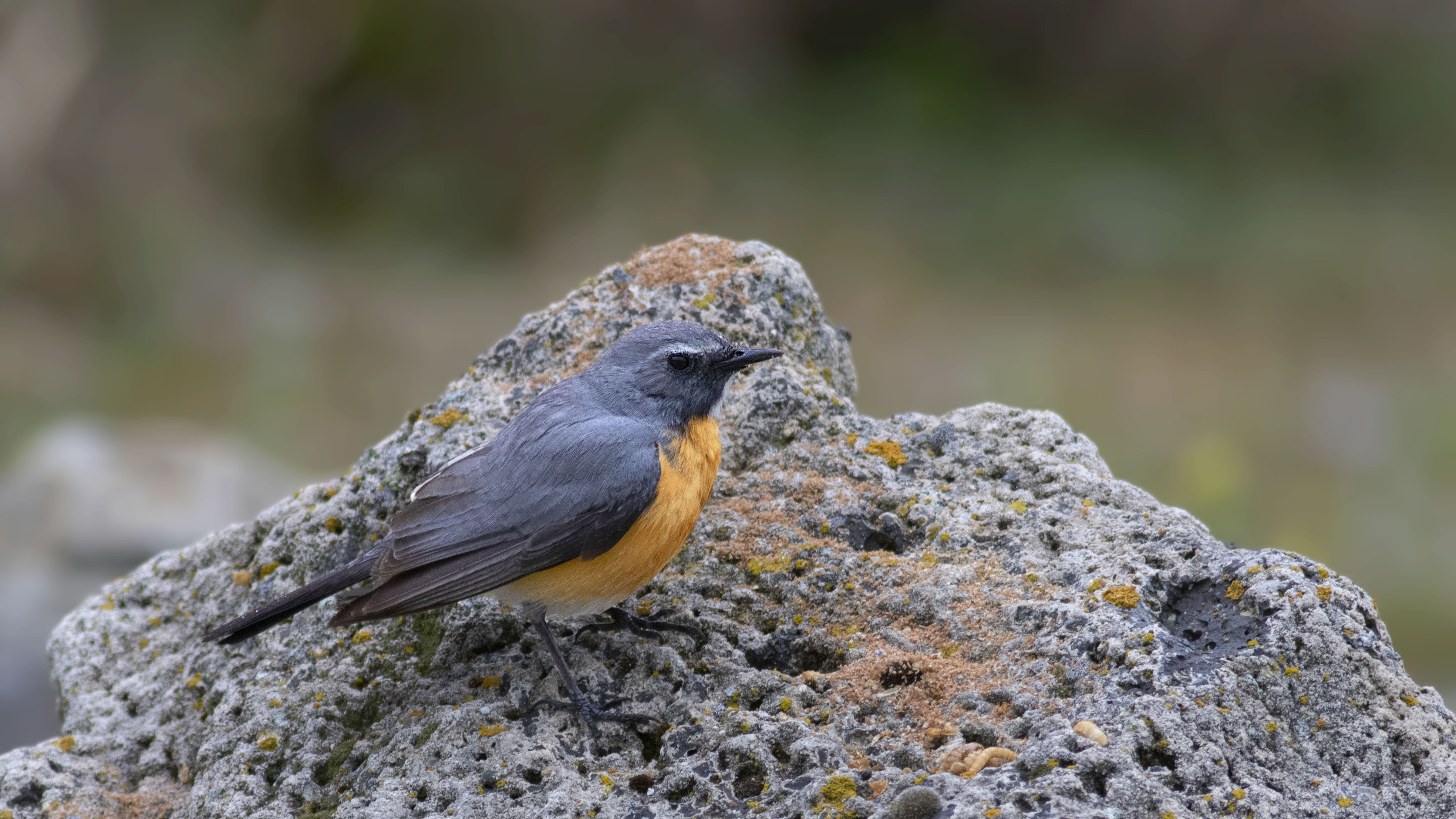 Rufous-tailed Rock-Thrush