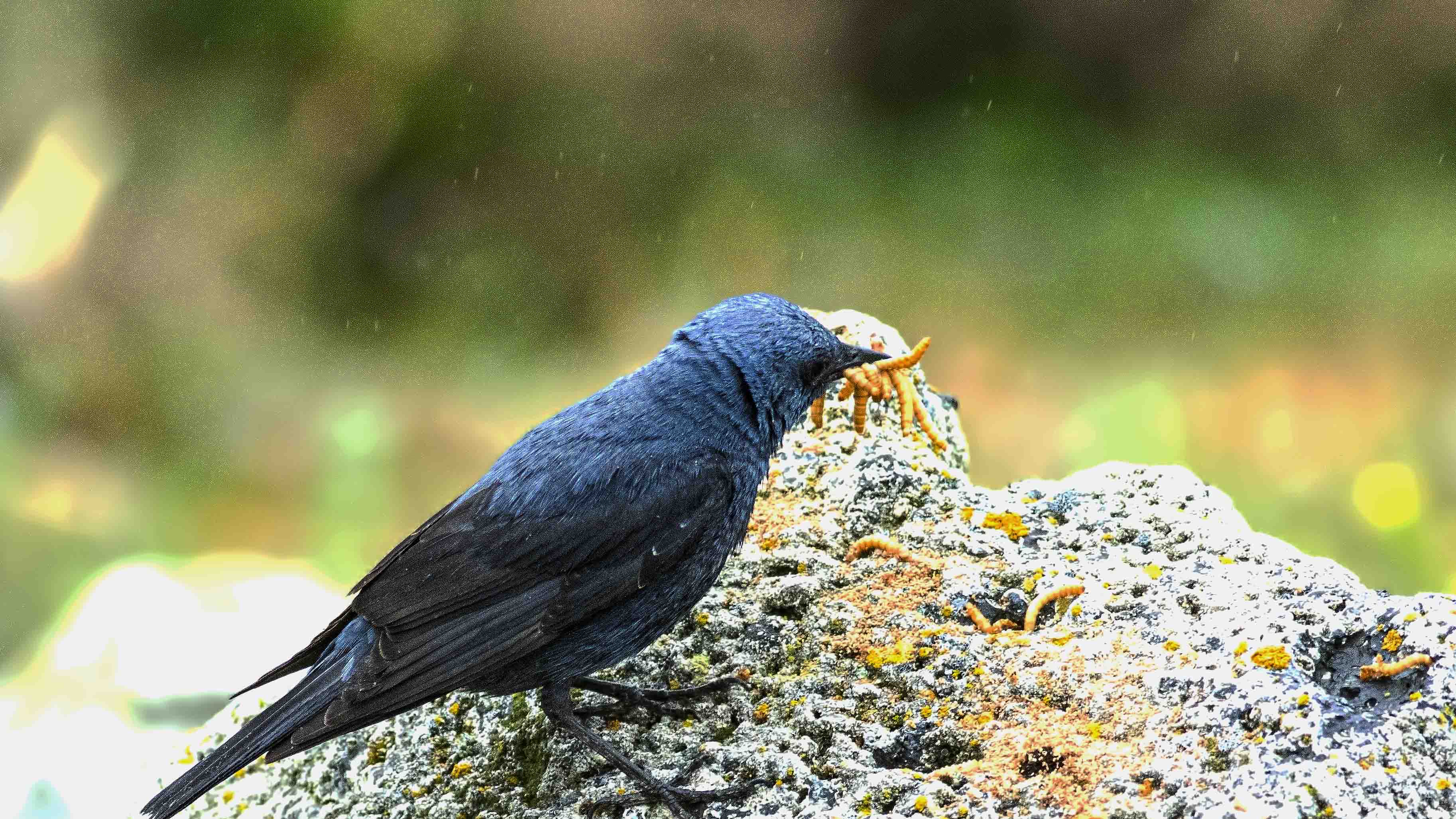 Blue Rock-Thrush