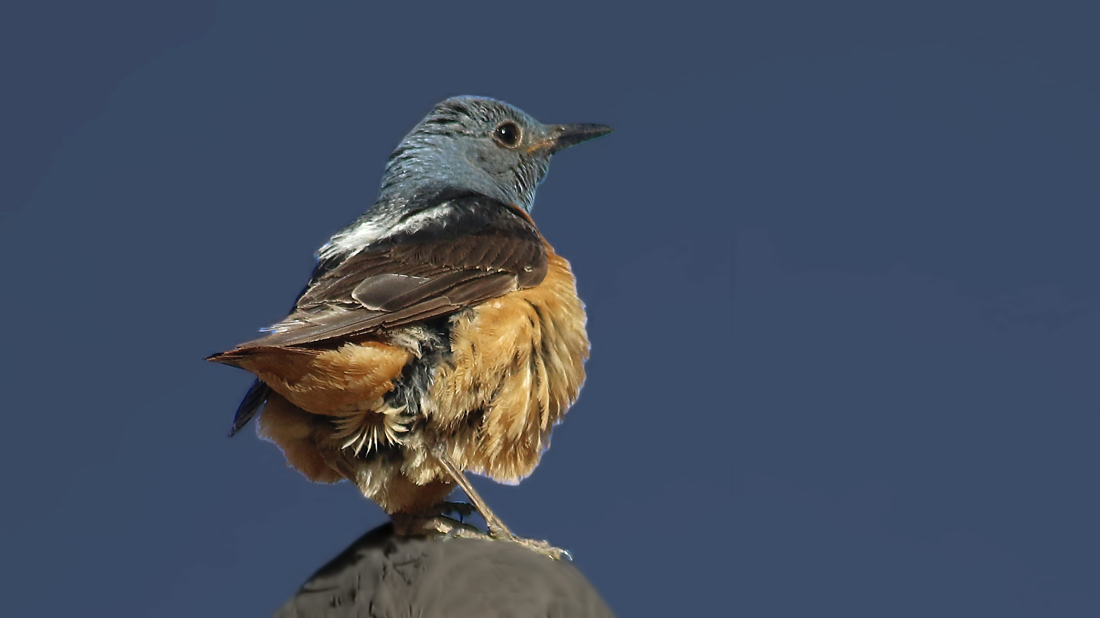 Rufous-tailed Rock-Thrush