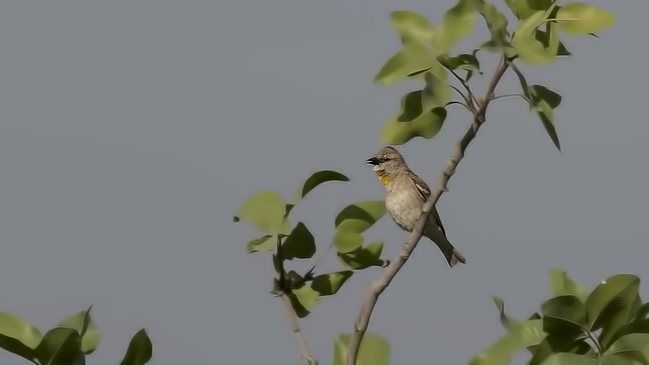 Yellow-throated Sparrow