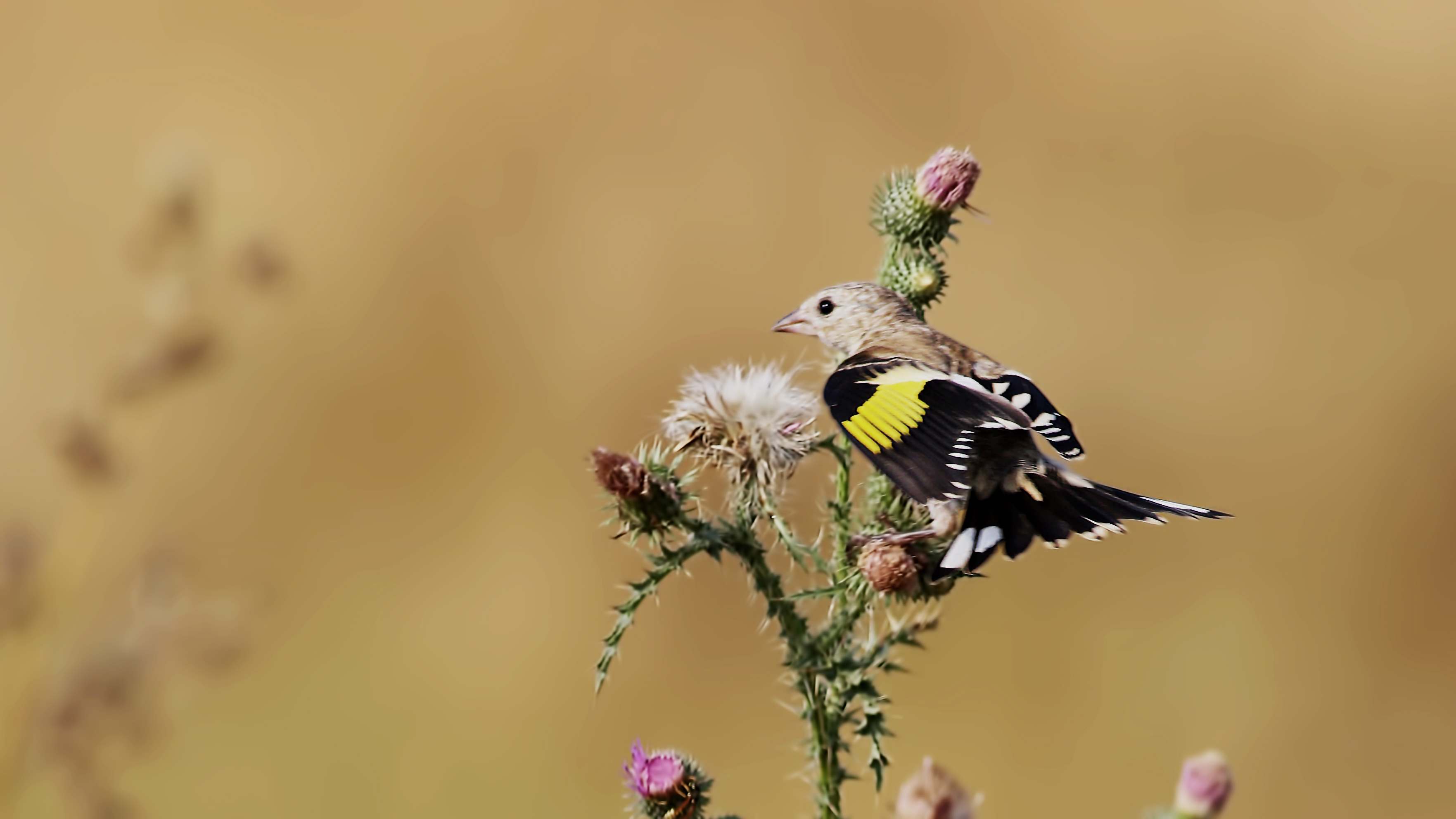 European Goldfinch