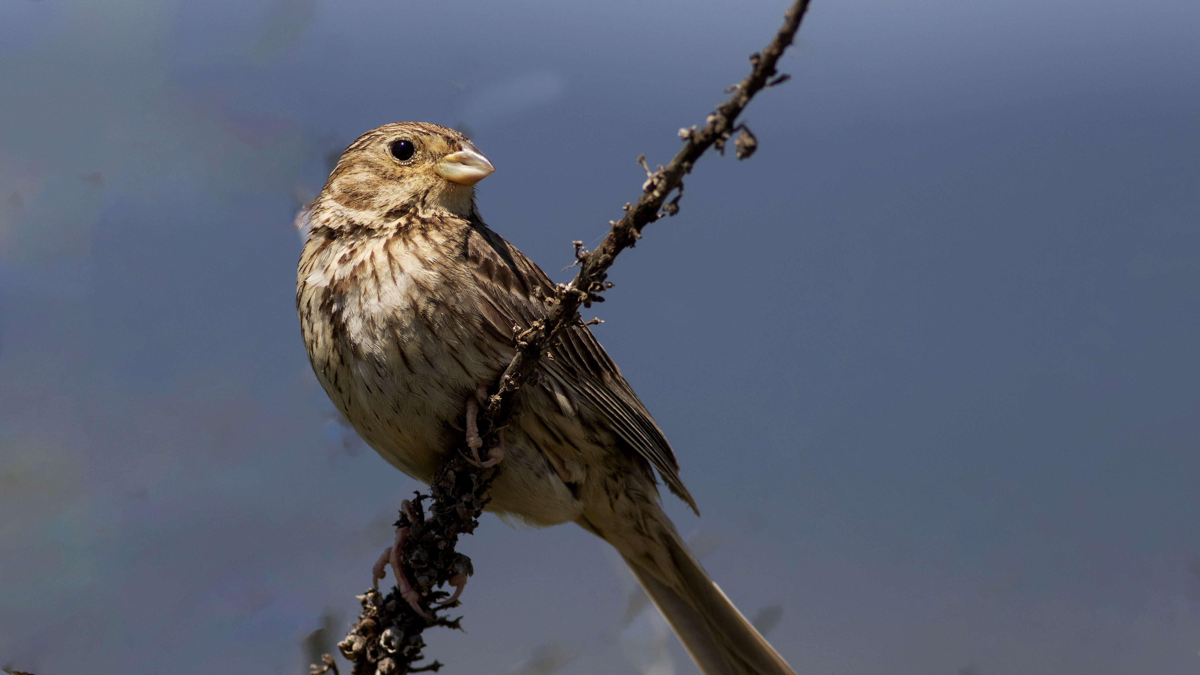 Corn Bunting