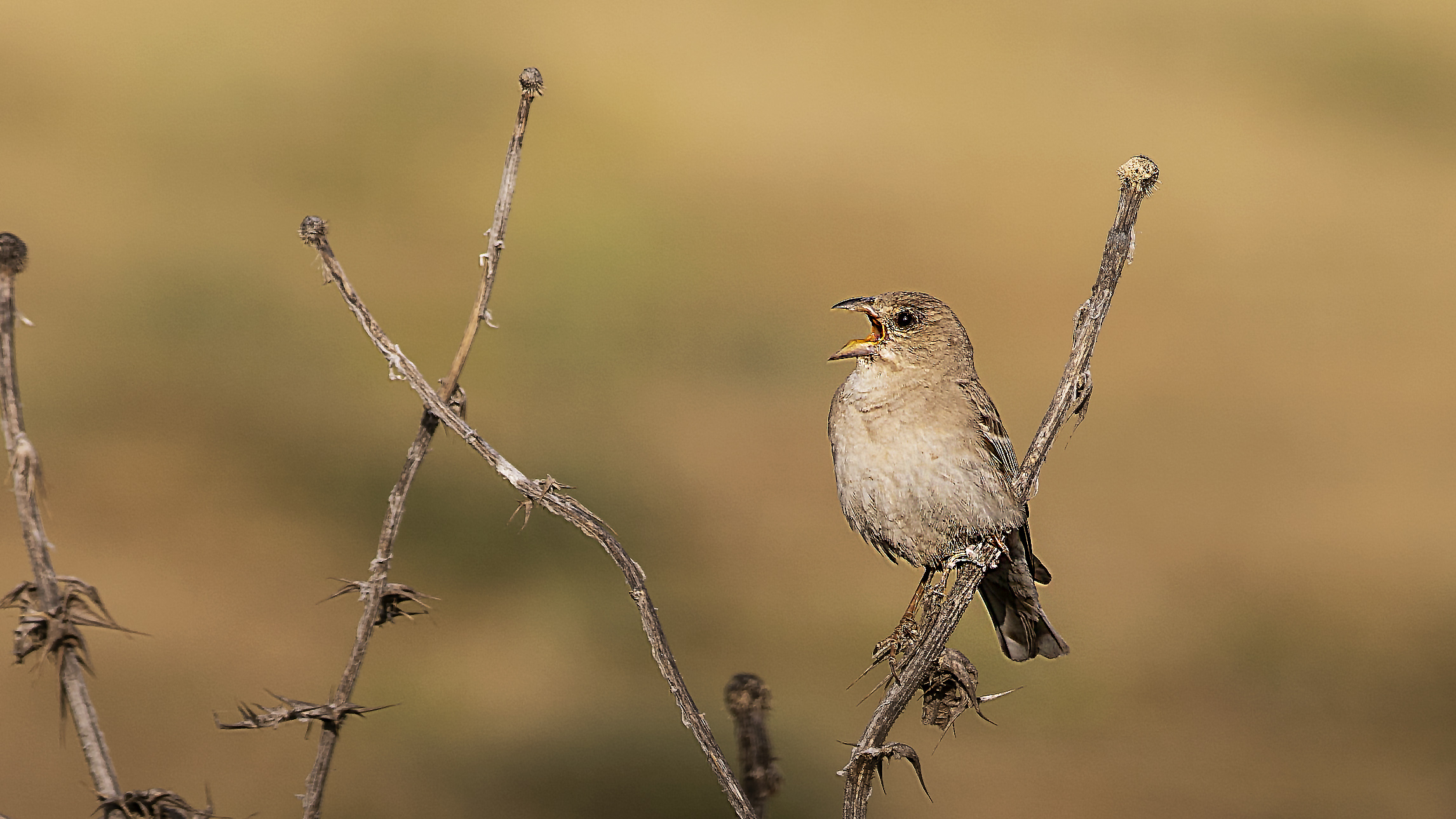Dead Sea Sparrow
