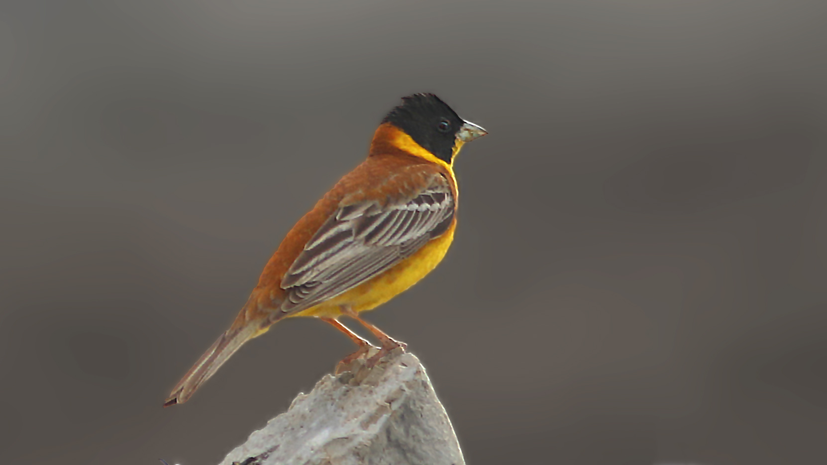 Black-headed Bunting
