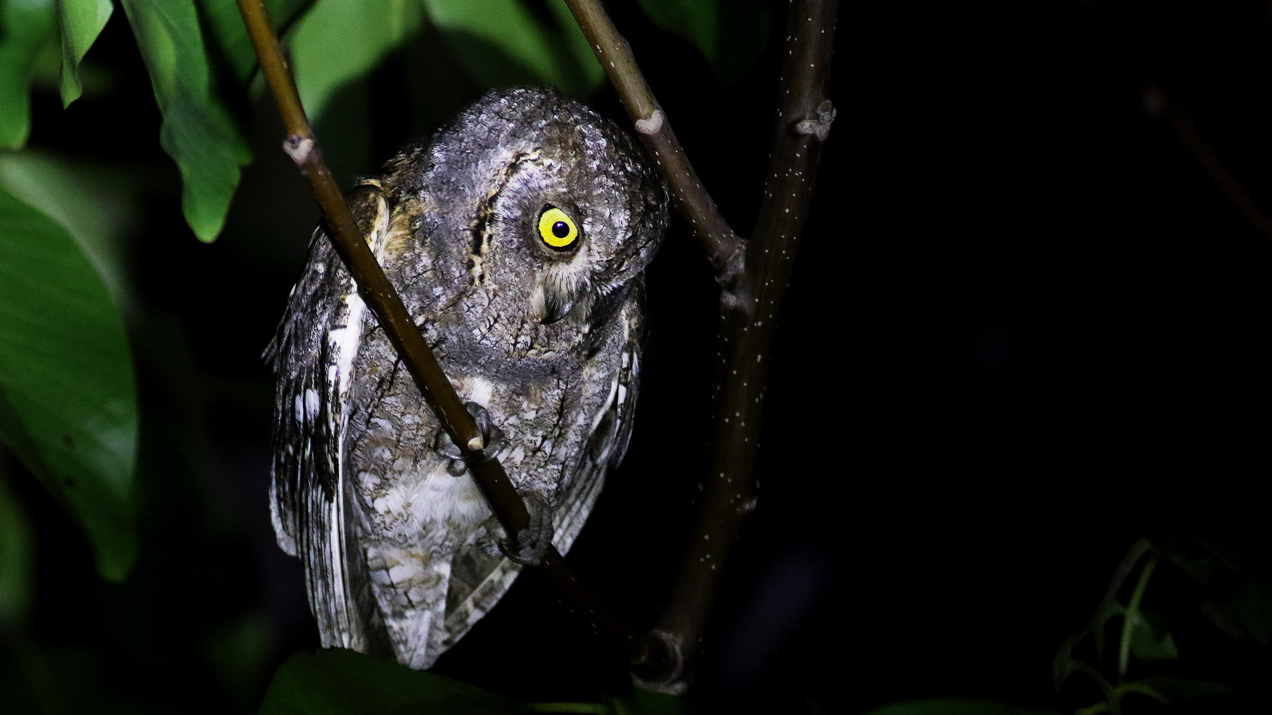 Eurasian Scops-Owl