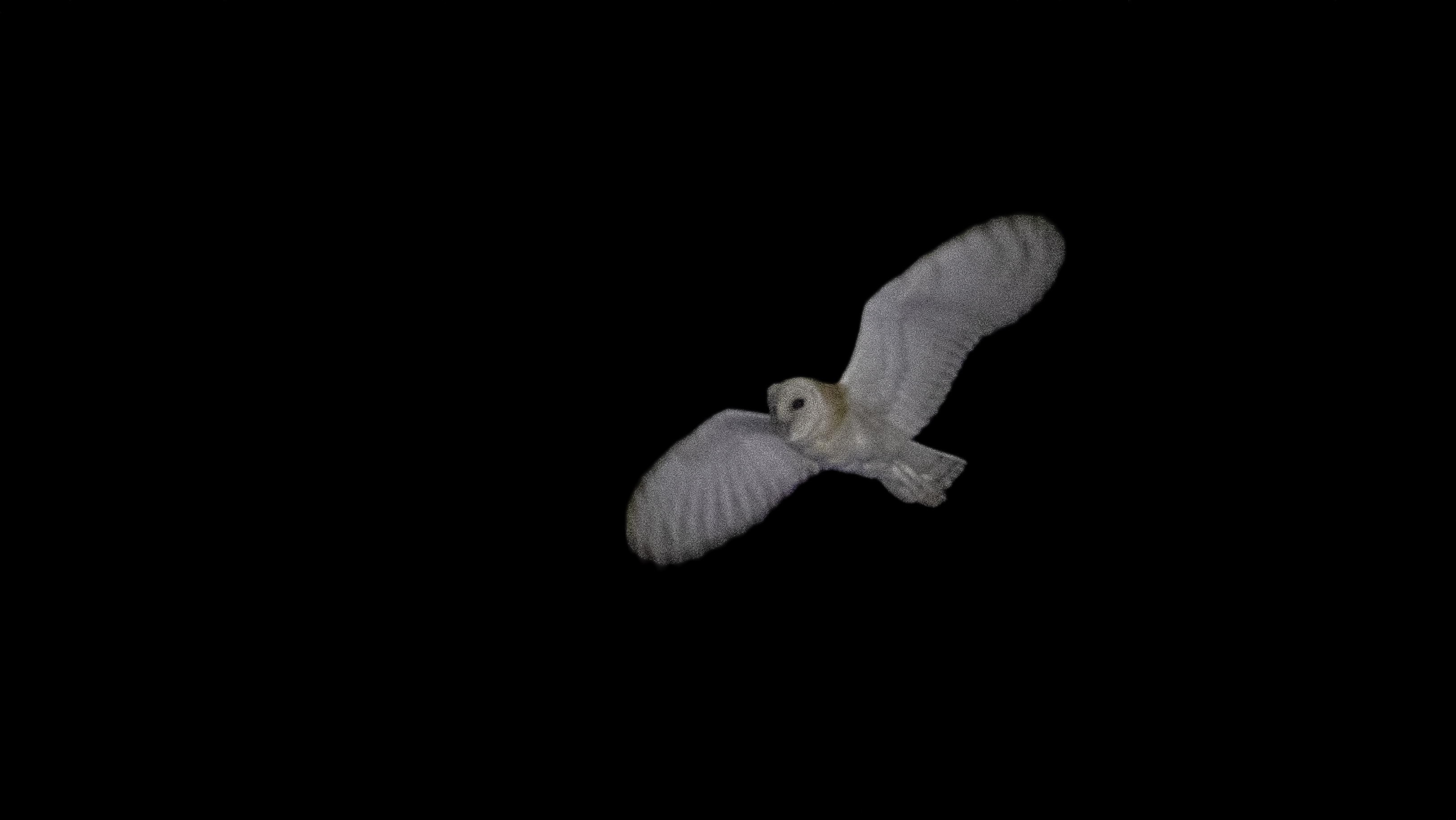 Barn Owl