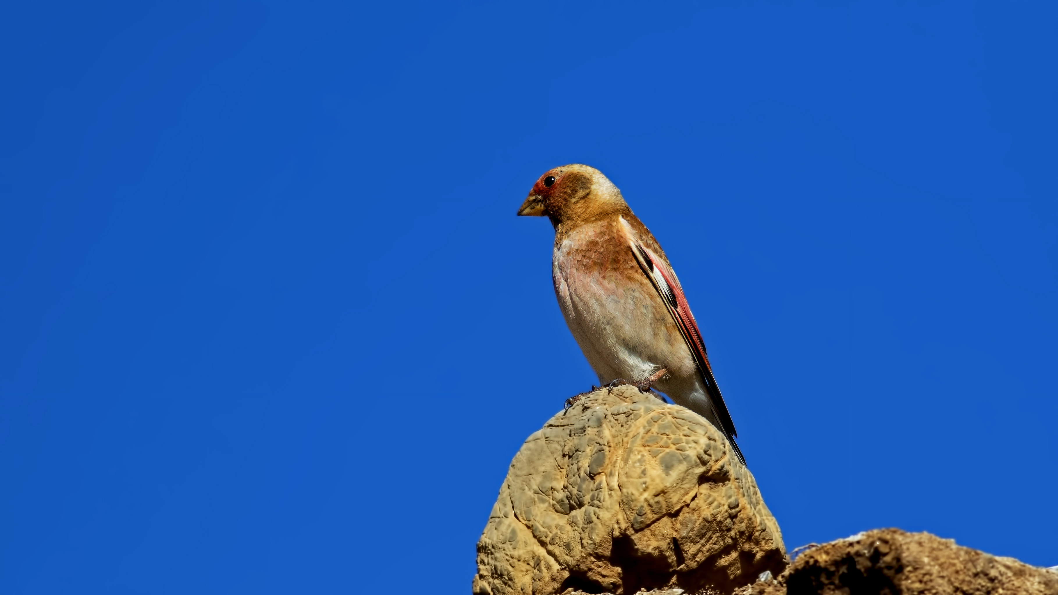 Crimson-winged Finch