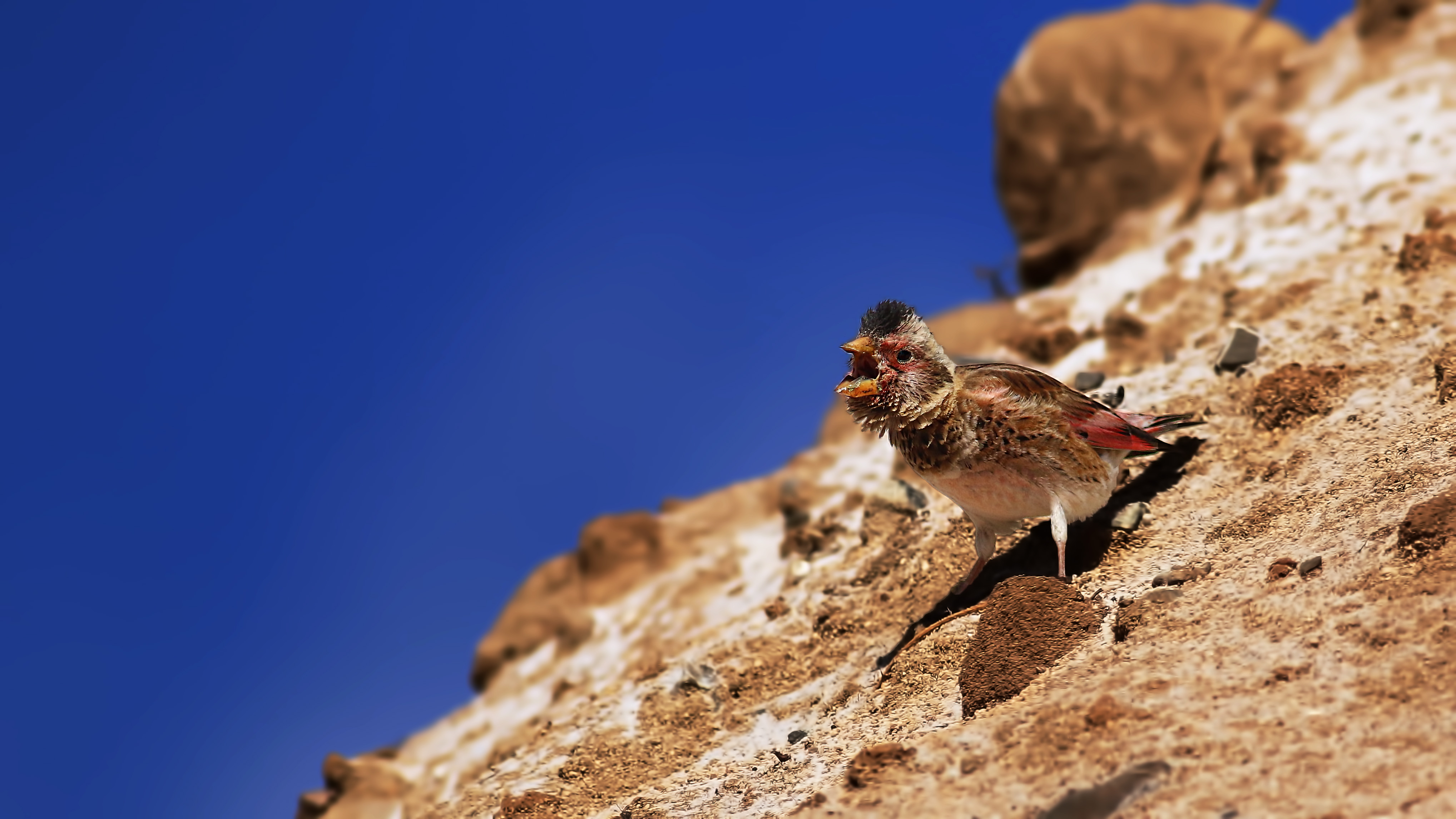 Crimson-winged Finch