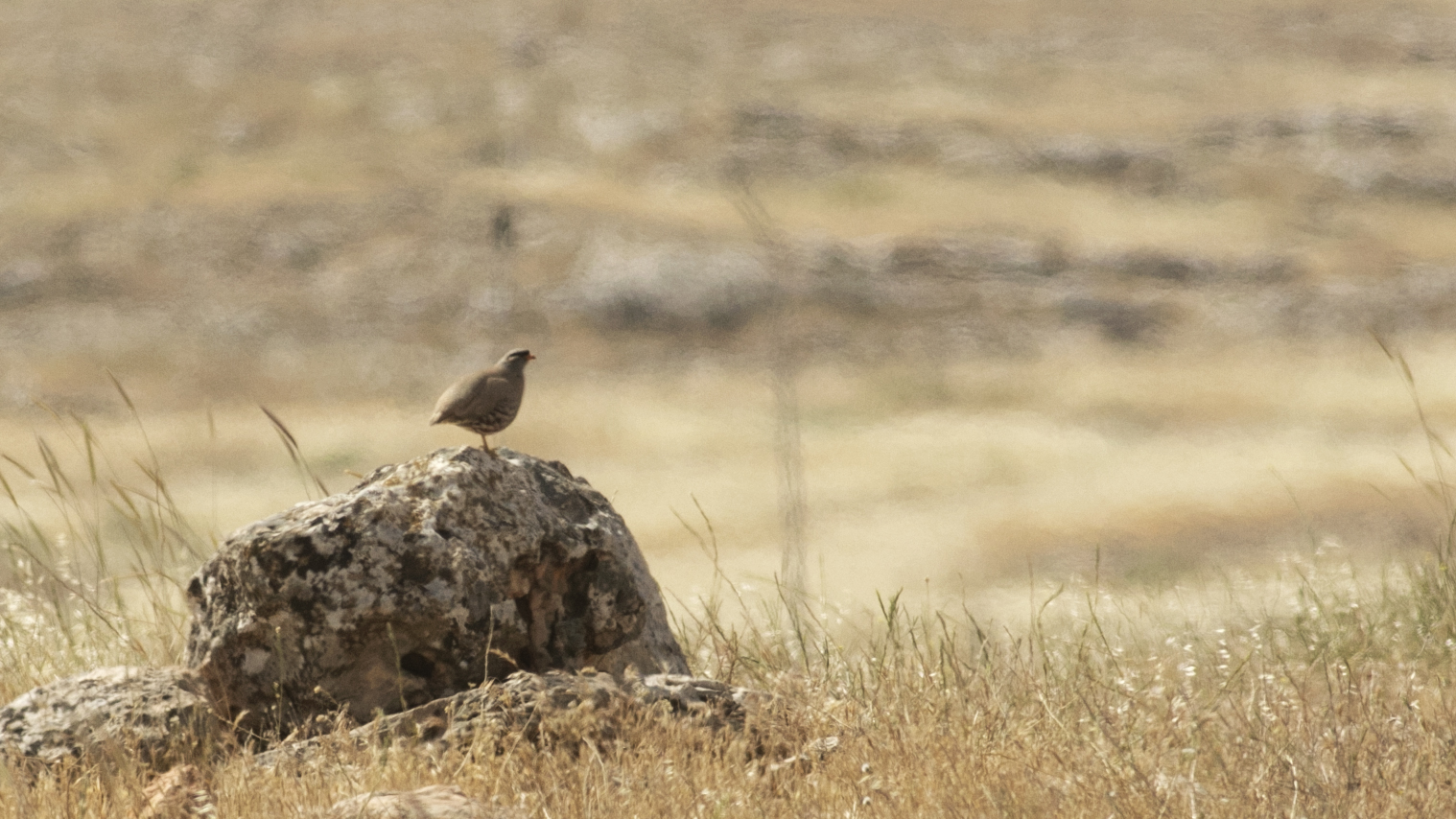 See-see Partridge