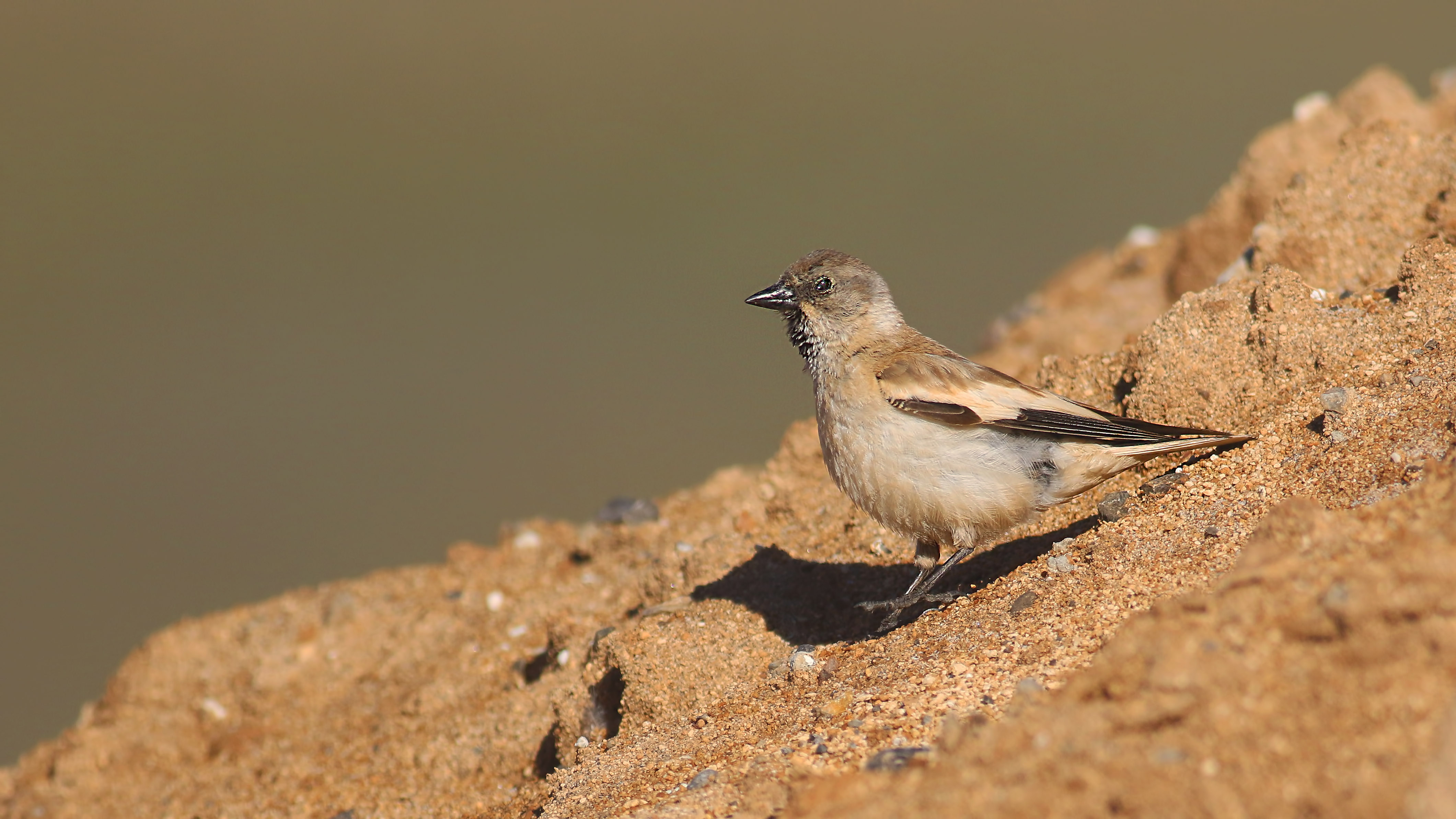 White-winged Snowfinch
