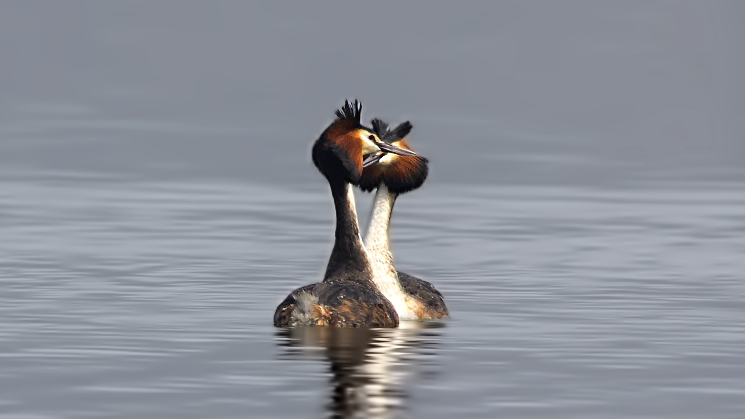 Great Crested Grebe