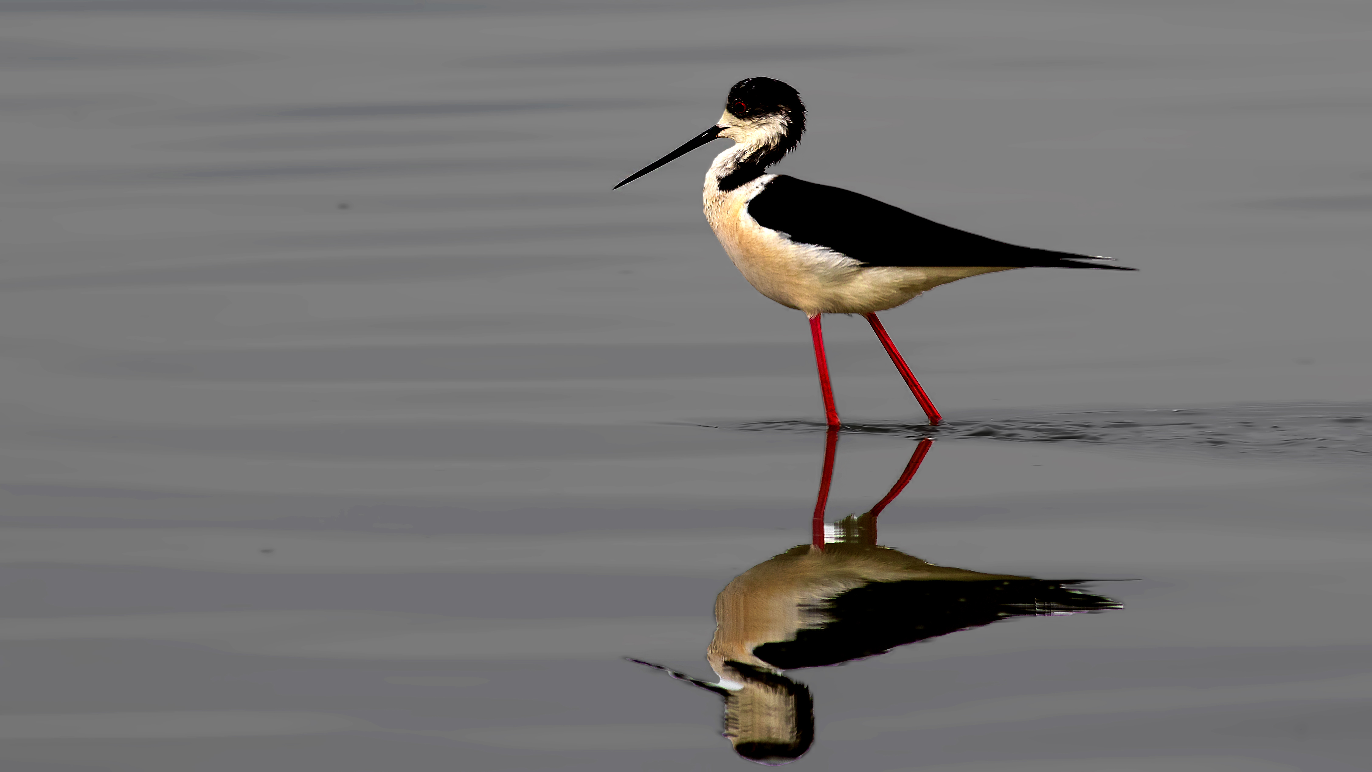 Black-winged Stilt