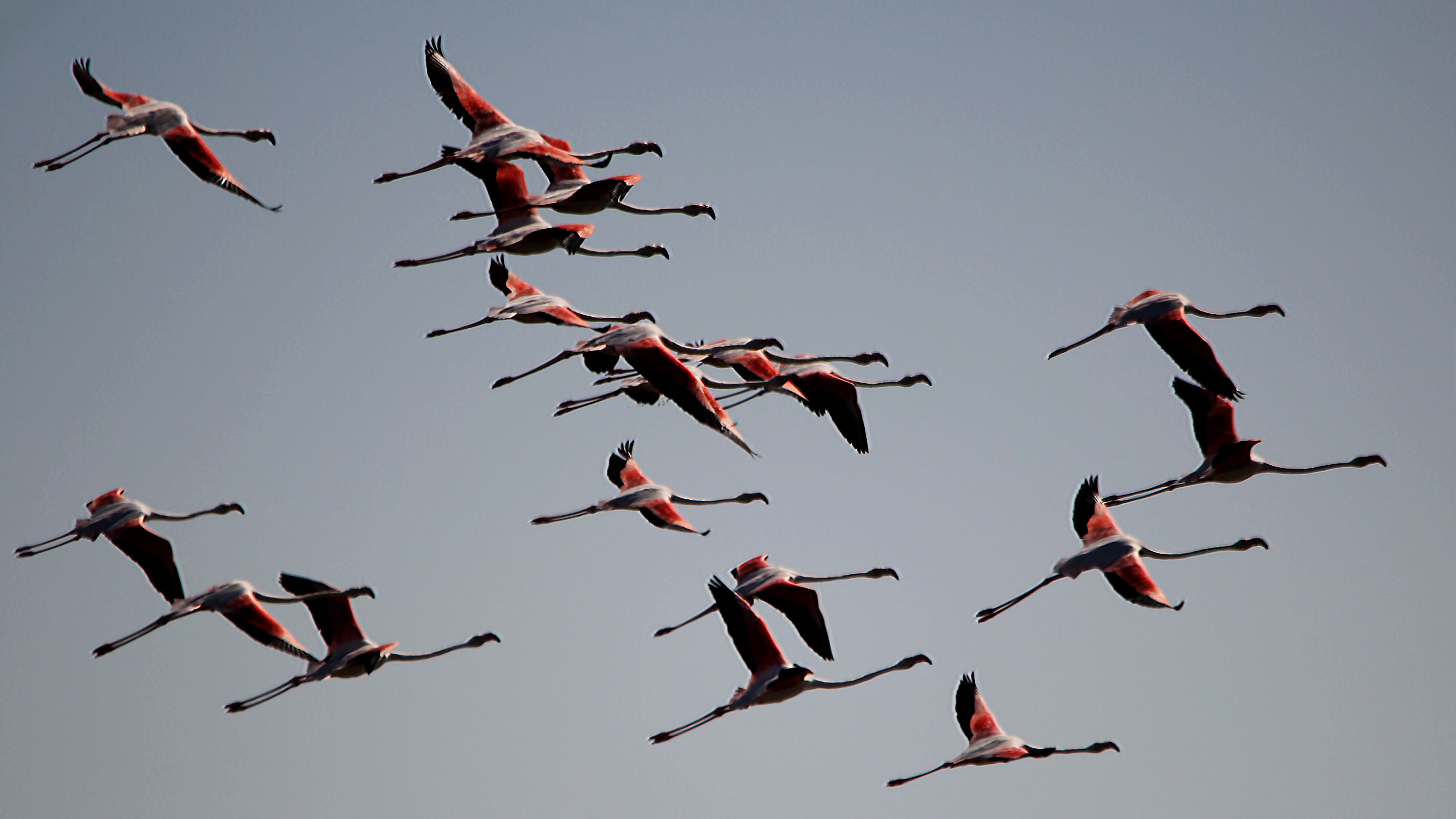 Greater Flamingo