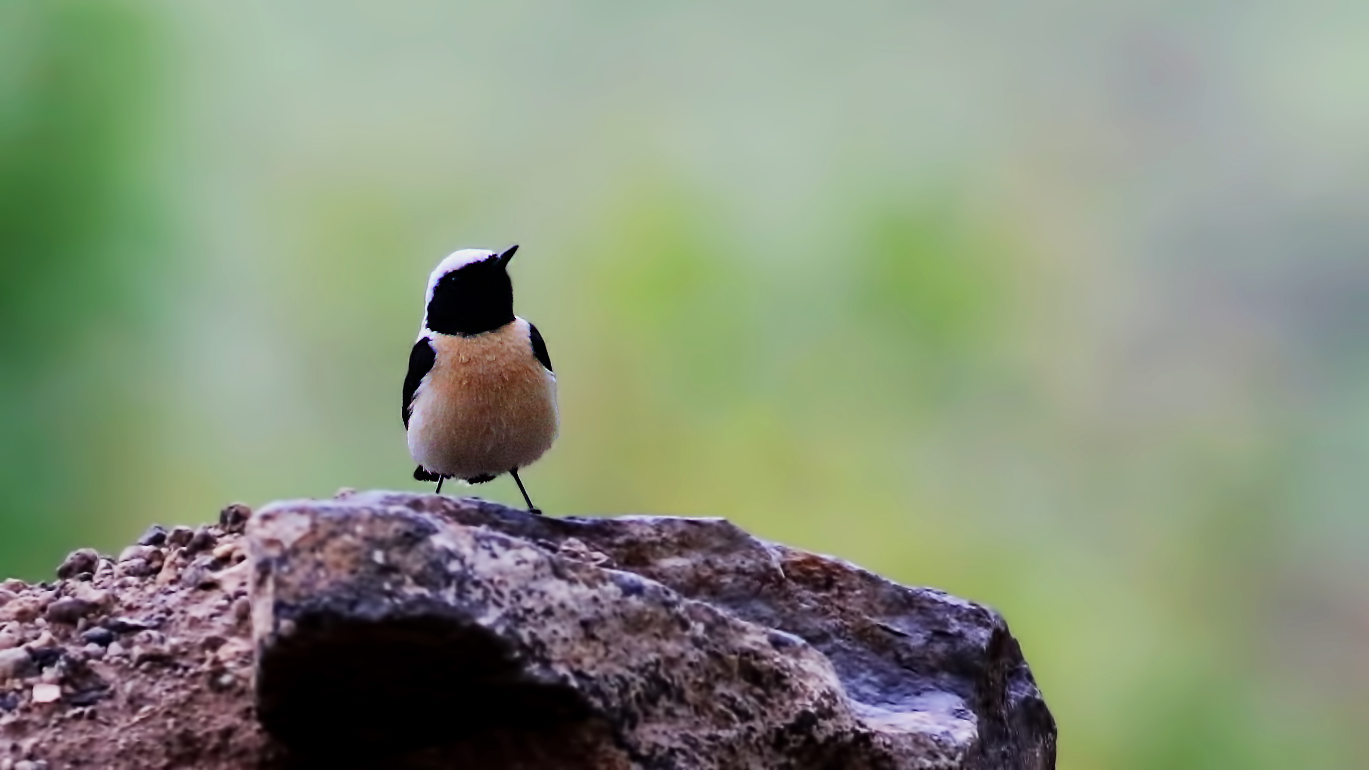 Black-eared Wheatear