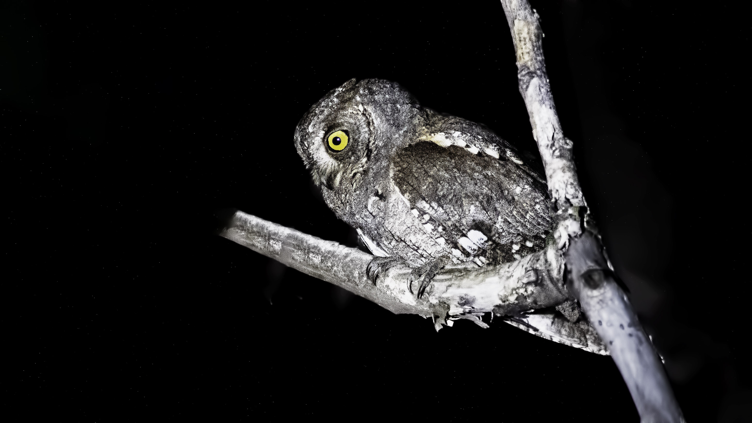 Eurasian Scops-Owl