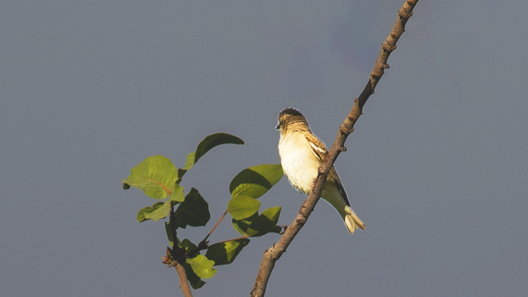 Yellow-throated Sparrow