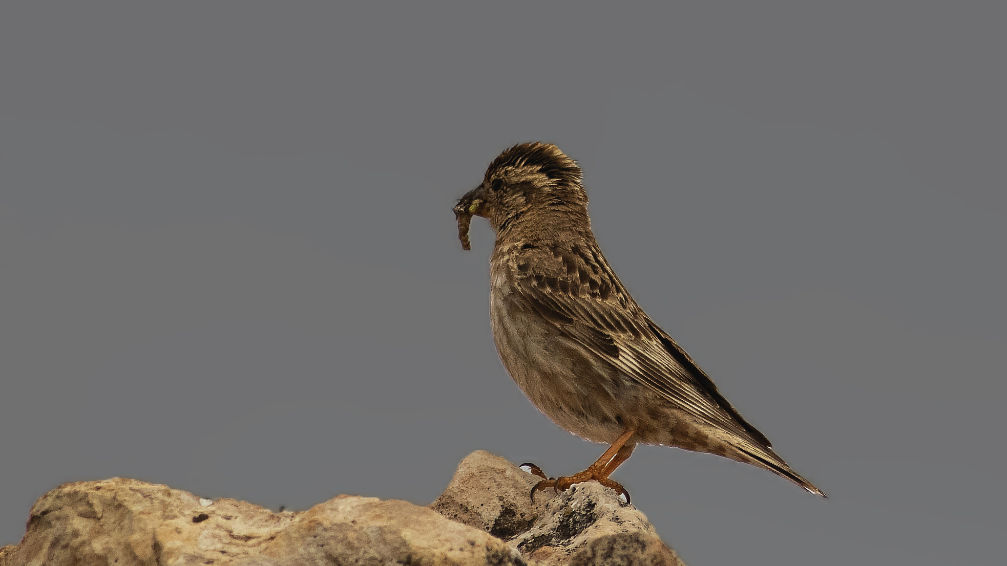 Rock Sparrow