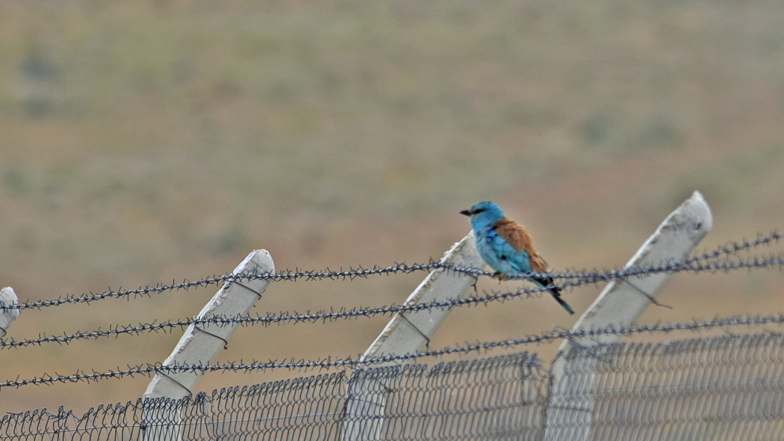 European Roller