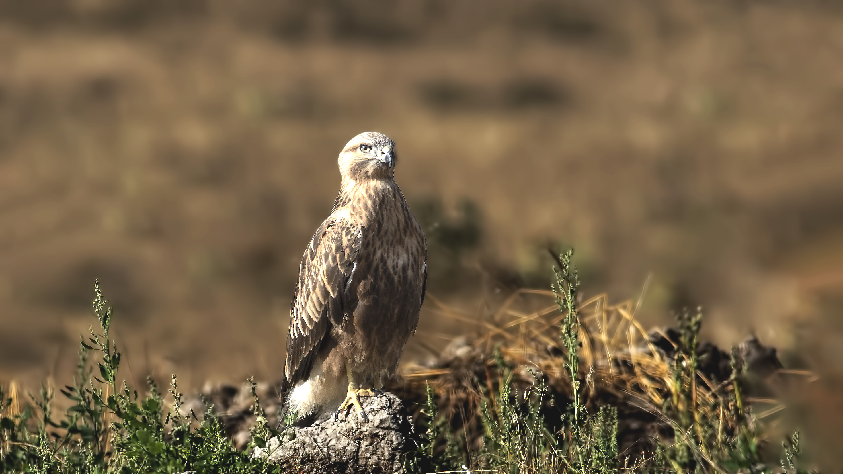 Long-legged Buzzard