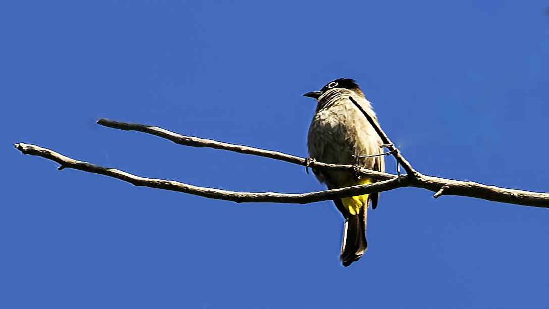 White-spectacled Bulbul