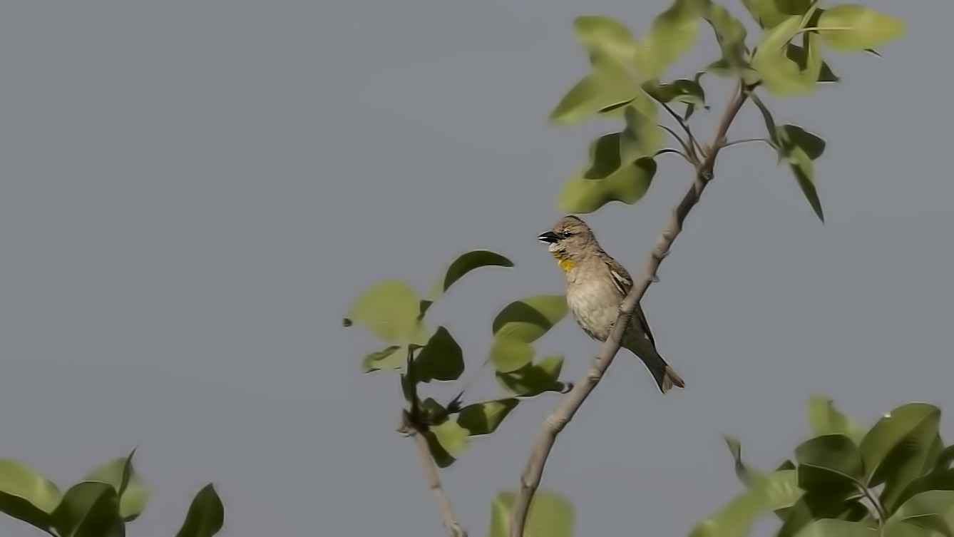 Yellow-throated Sparrow