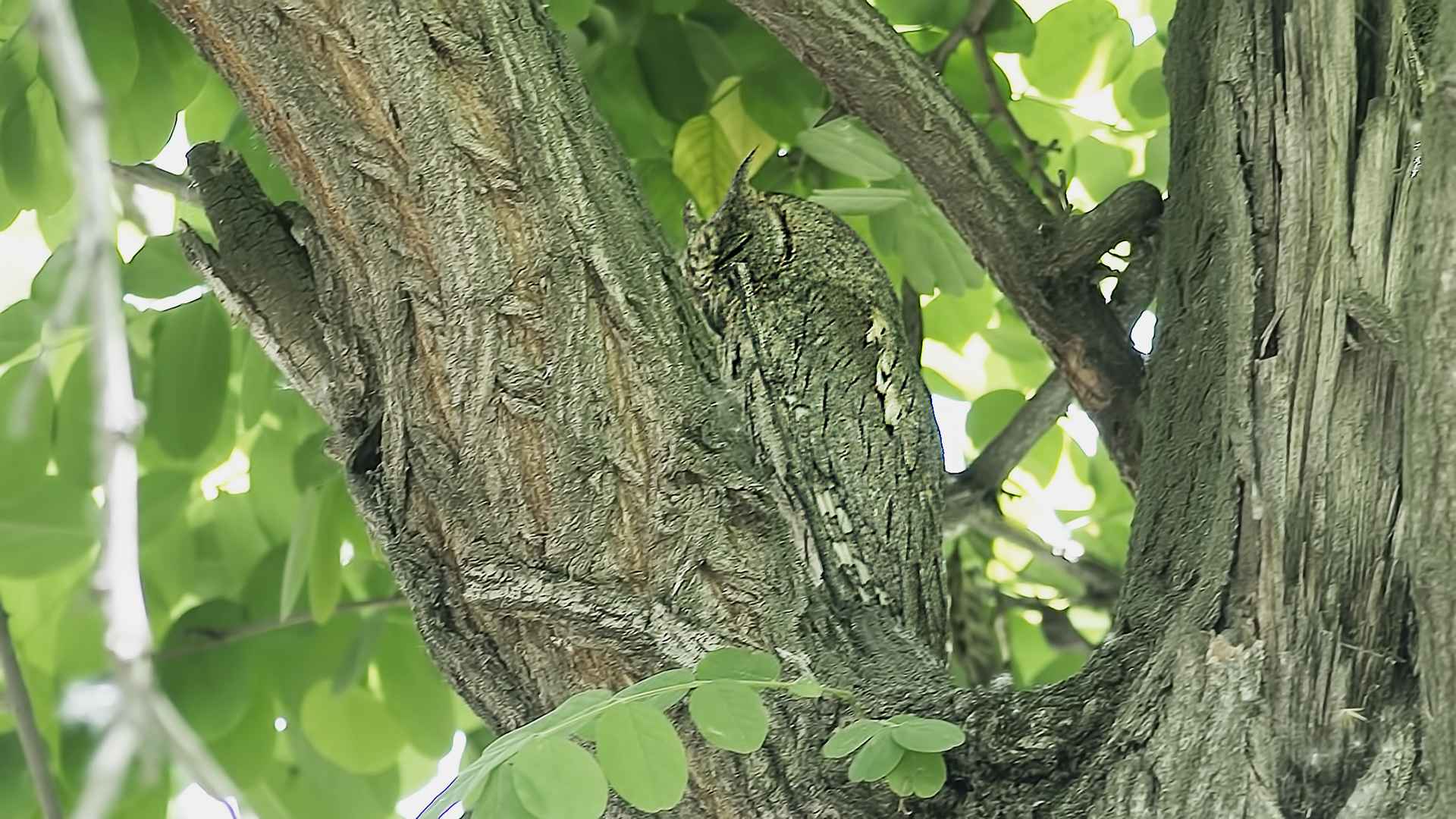 Pallid Scops-Owl