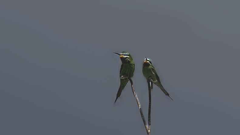Blue-cheeked Bee-eater