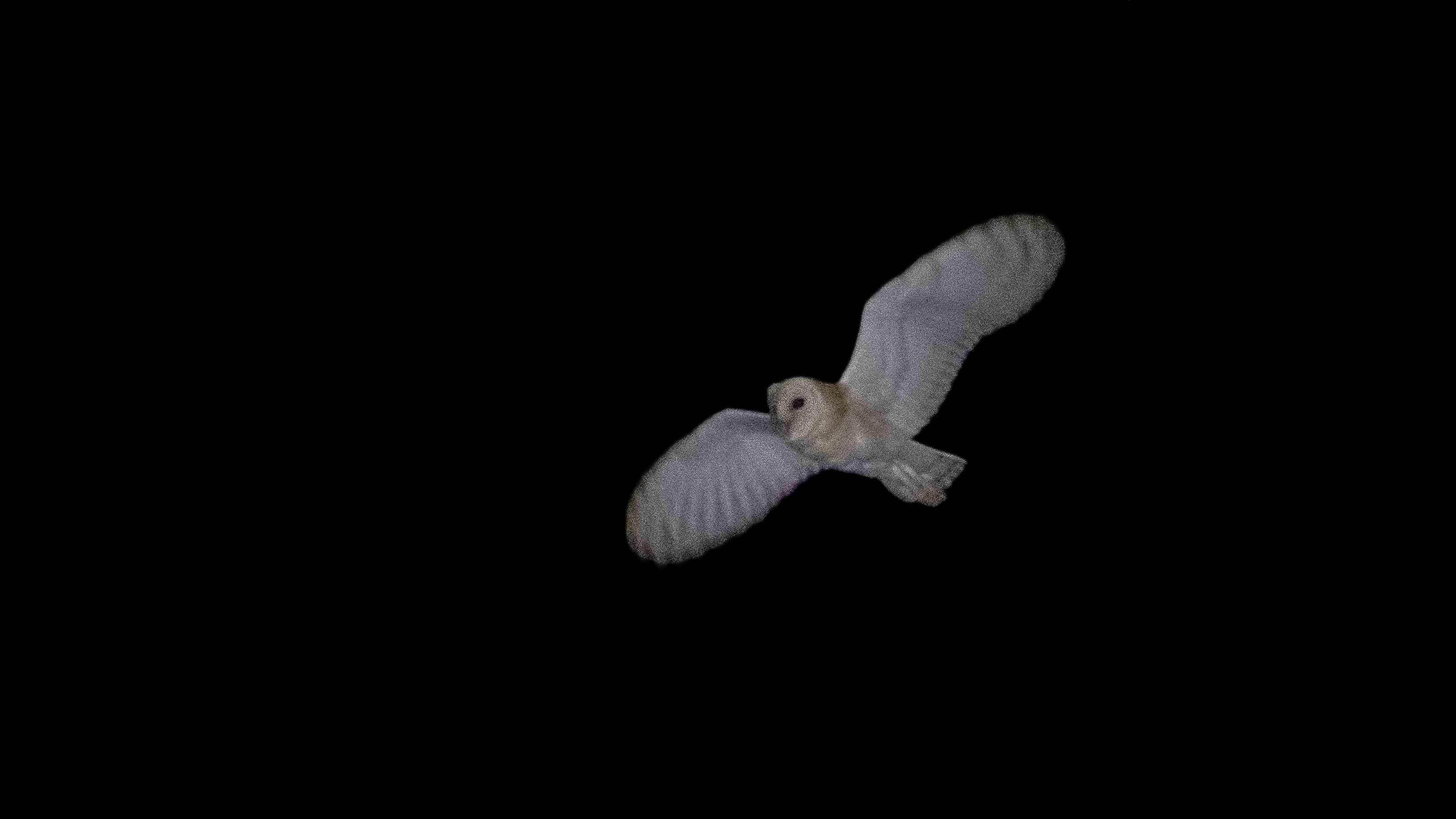 Barn Owl
