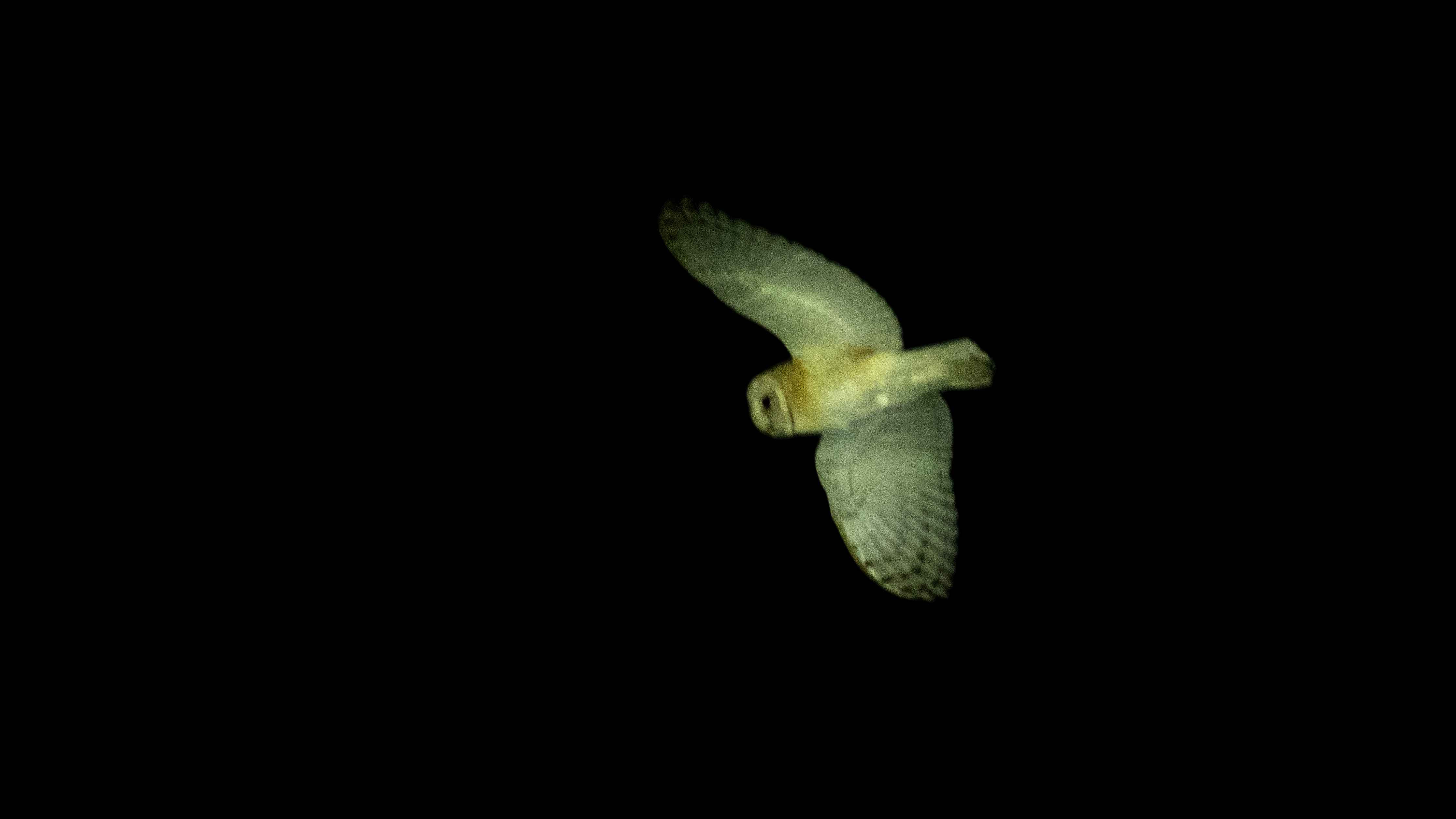 Barn Owl