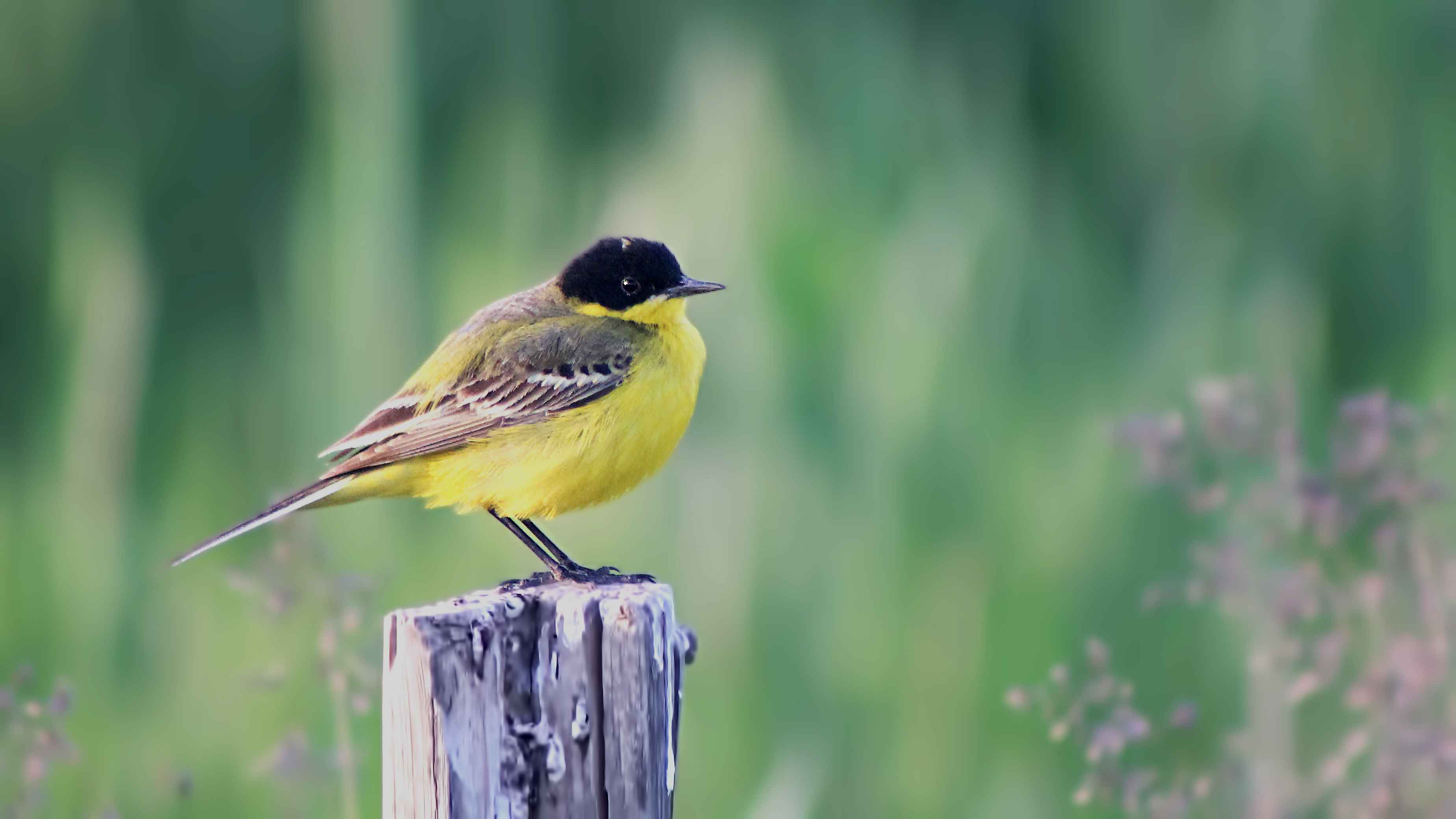 Western Yellow Wagtail