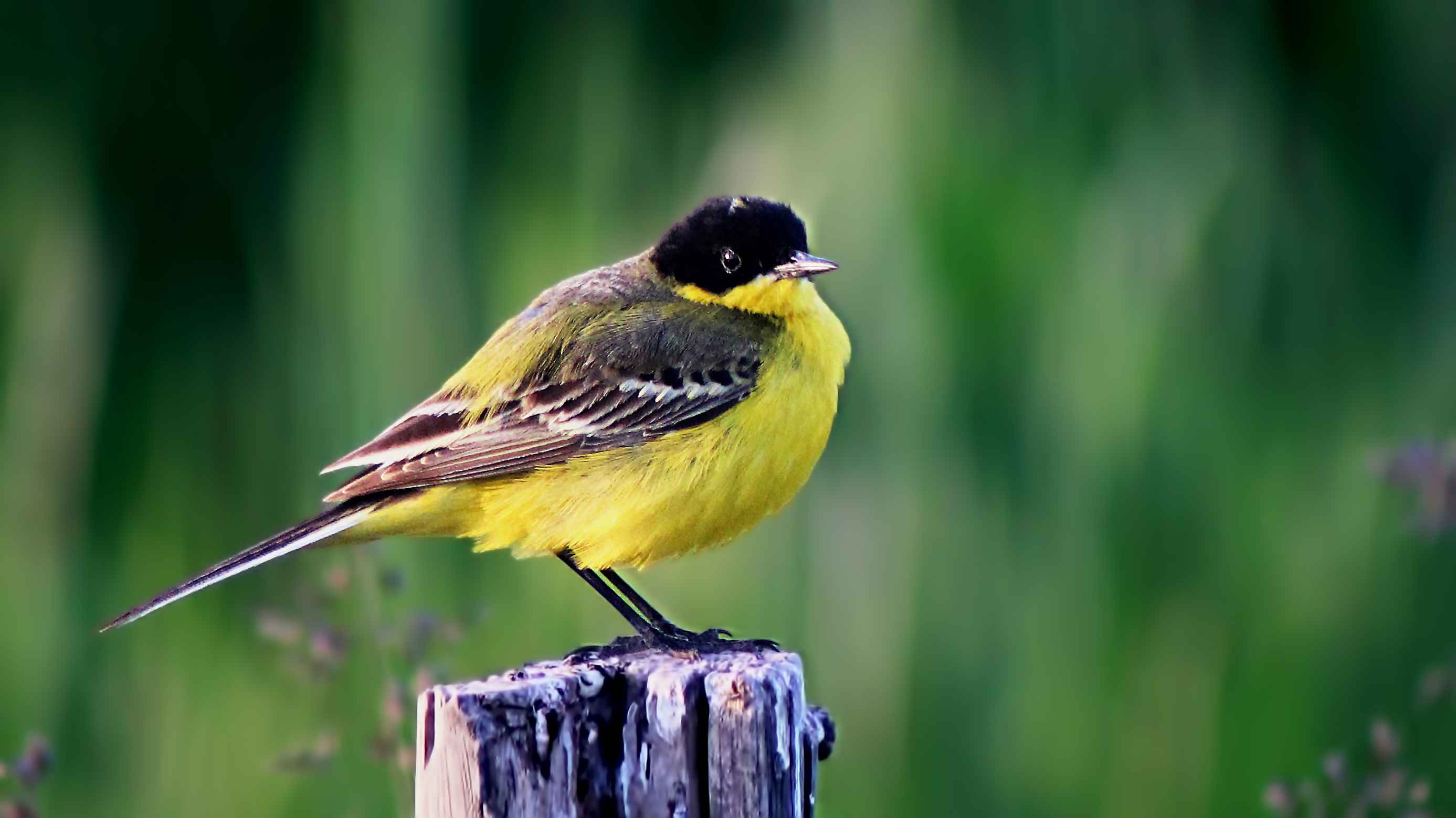 Black-headed Bunting