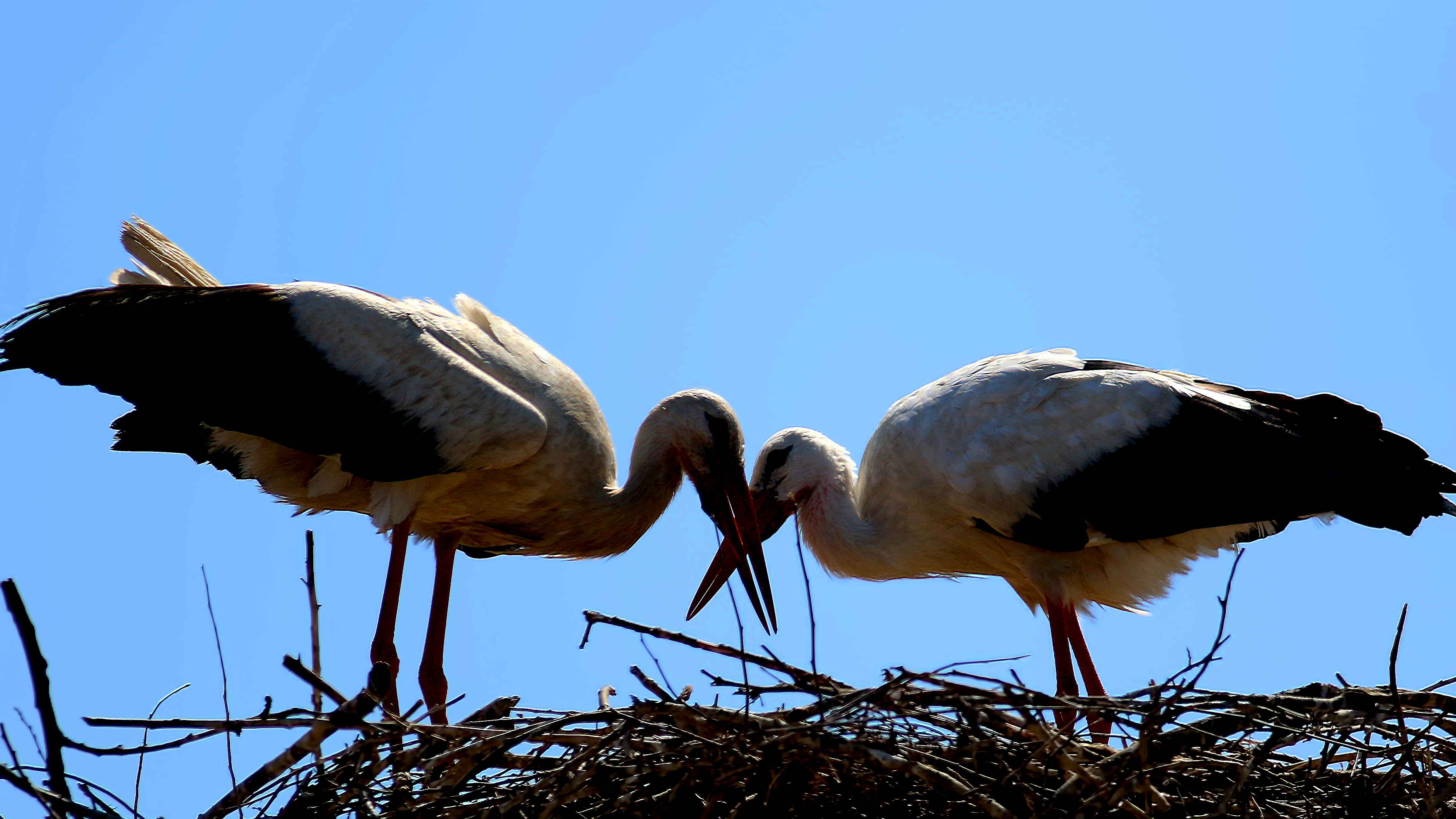 White Stork