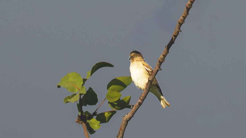 Yellow-throated Sparrow