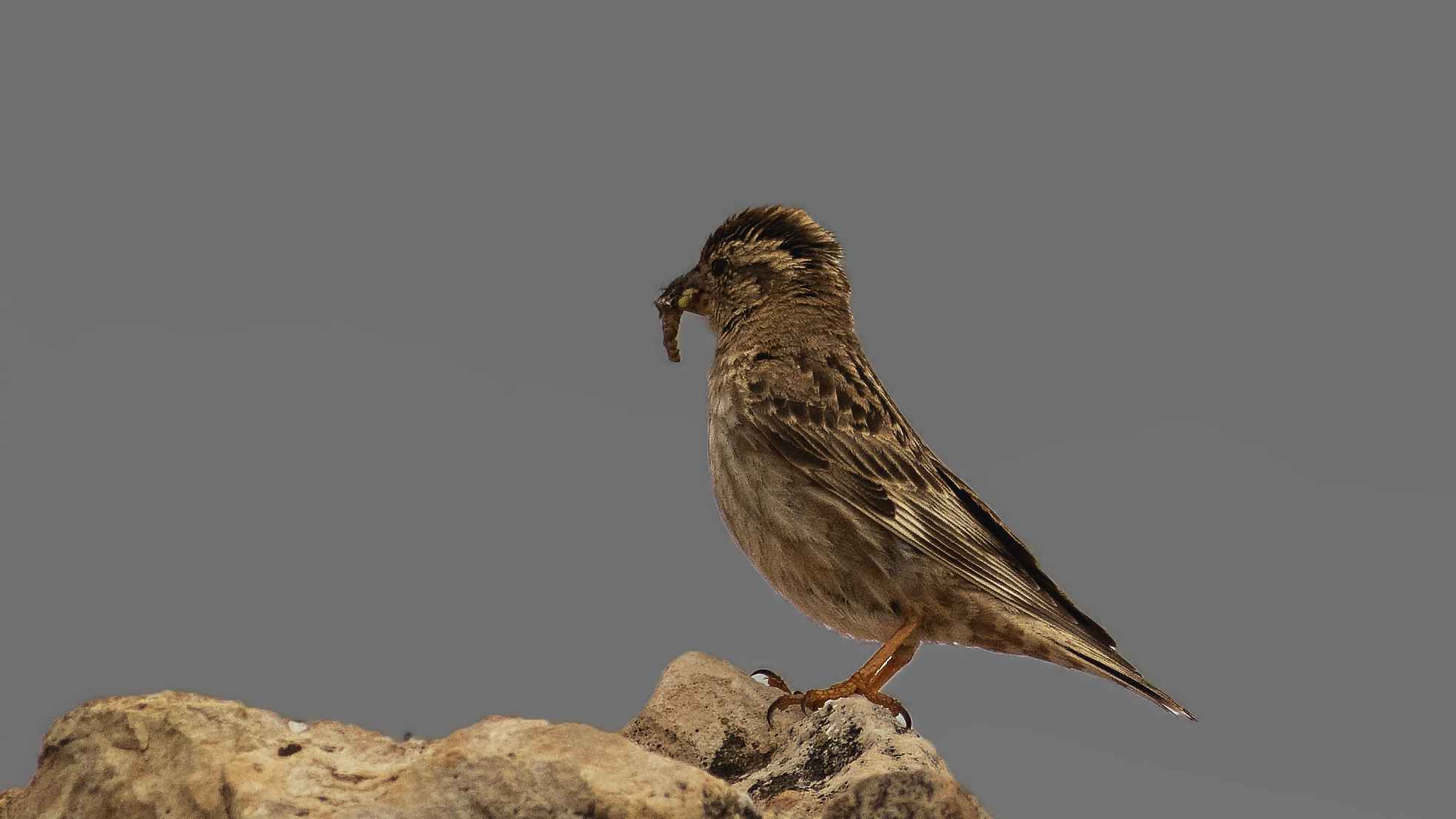 Rock Sparrow
