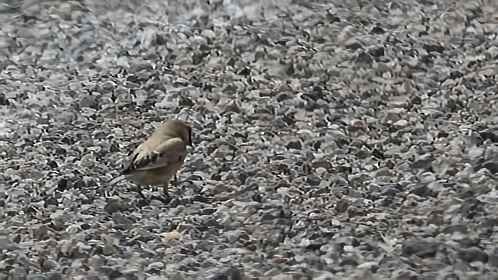 Desert Finch