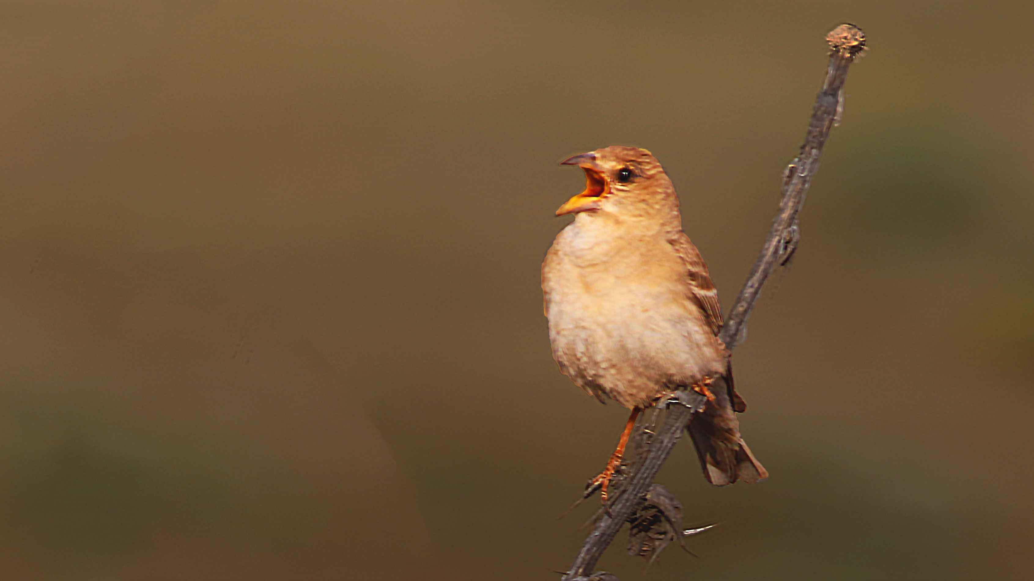 Pale Rockfinch