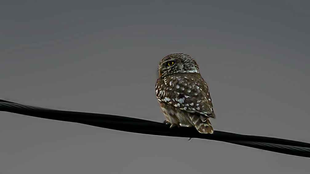 Little Owl