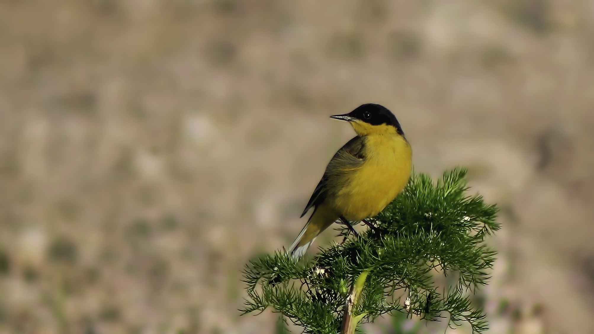 Western Yellow Wagtail