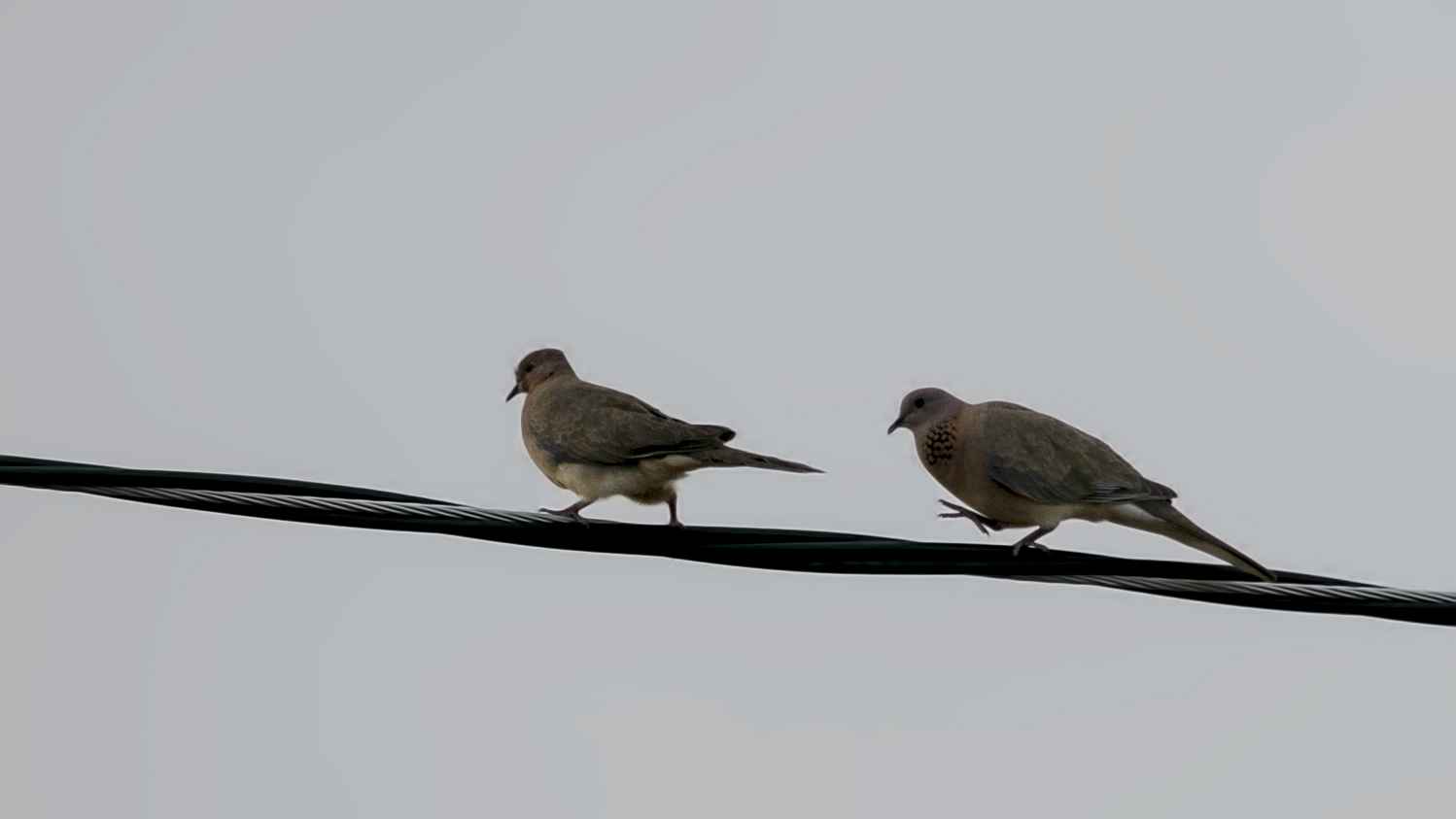 Laughing Dove