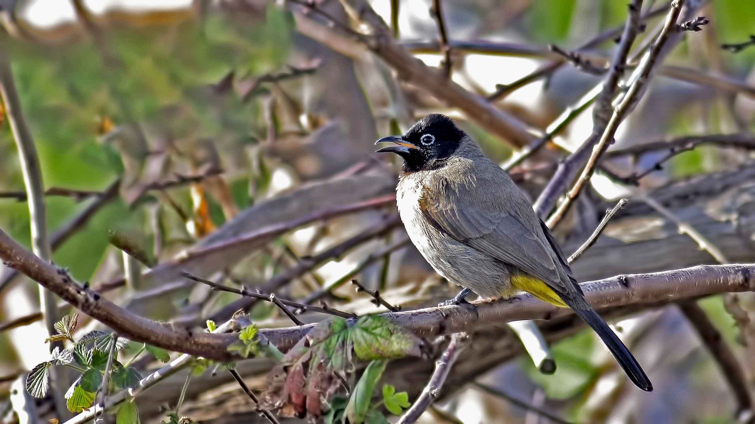 White-spectacled Bulbul