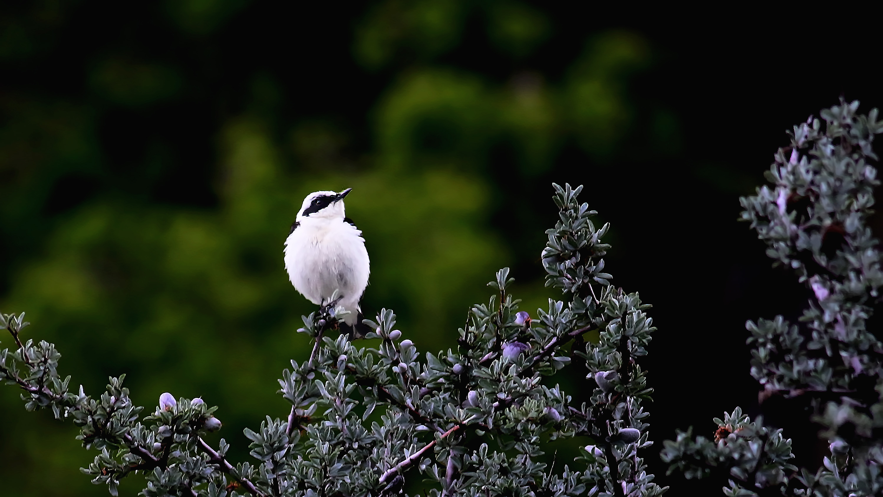 Black-eared Wheatear