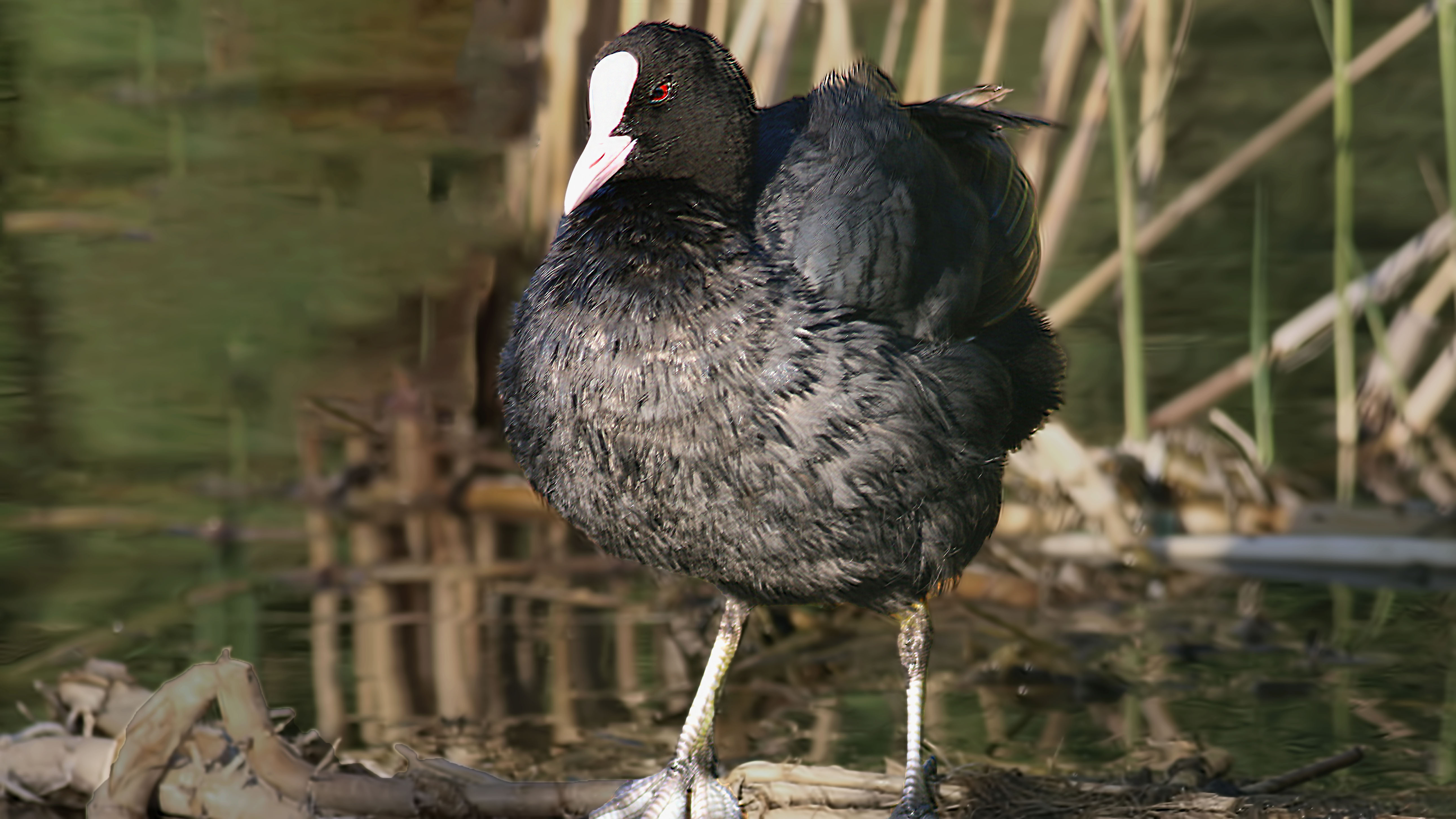 Eurasian Coot